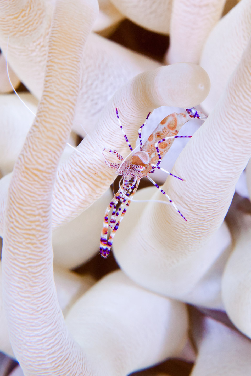 white anemone shrimp | bonaire