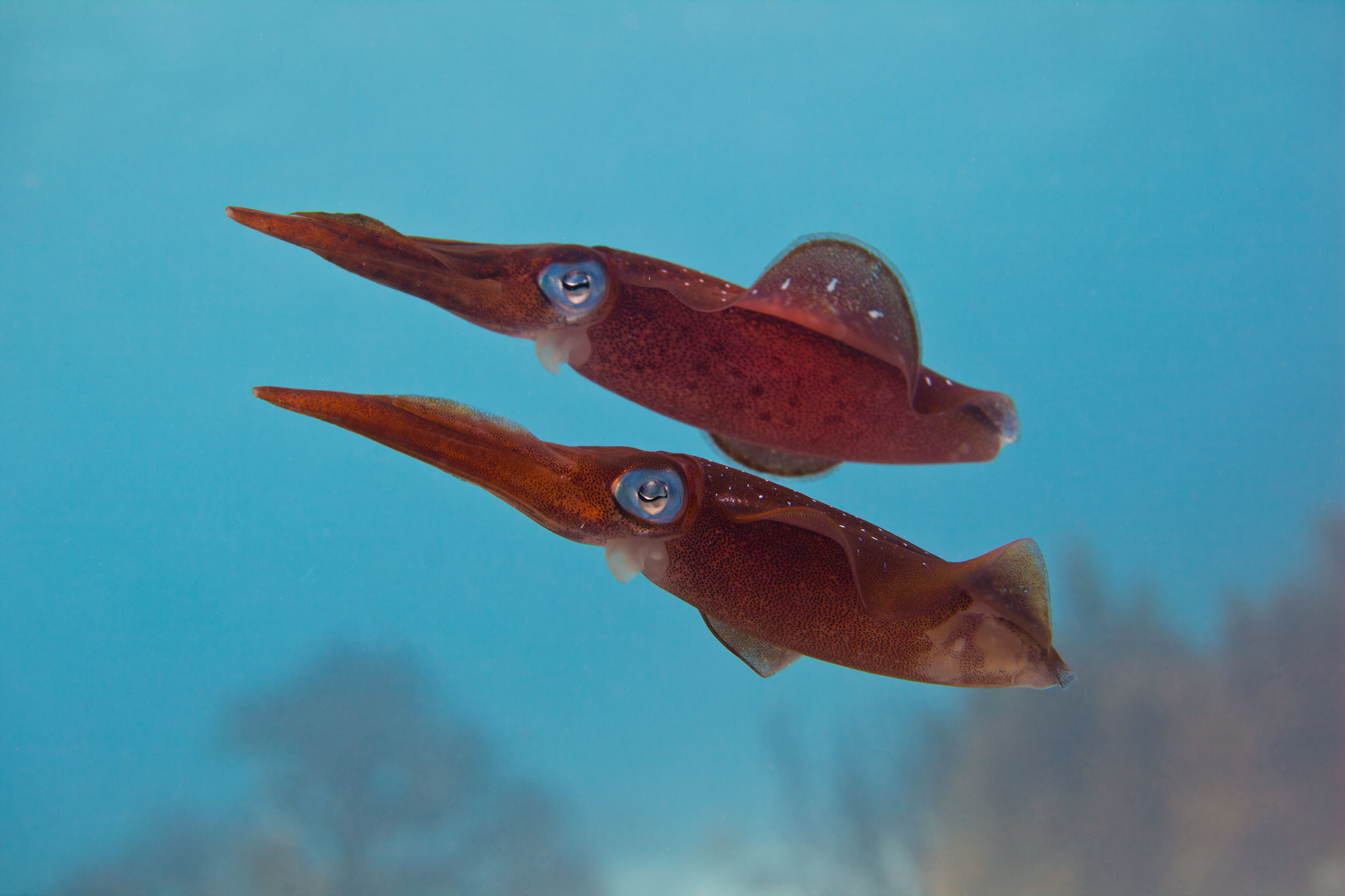 calamar couple | bonaire