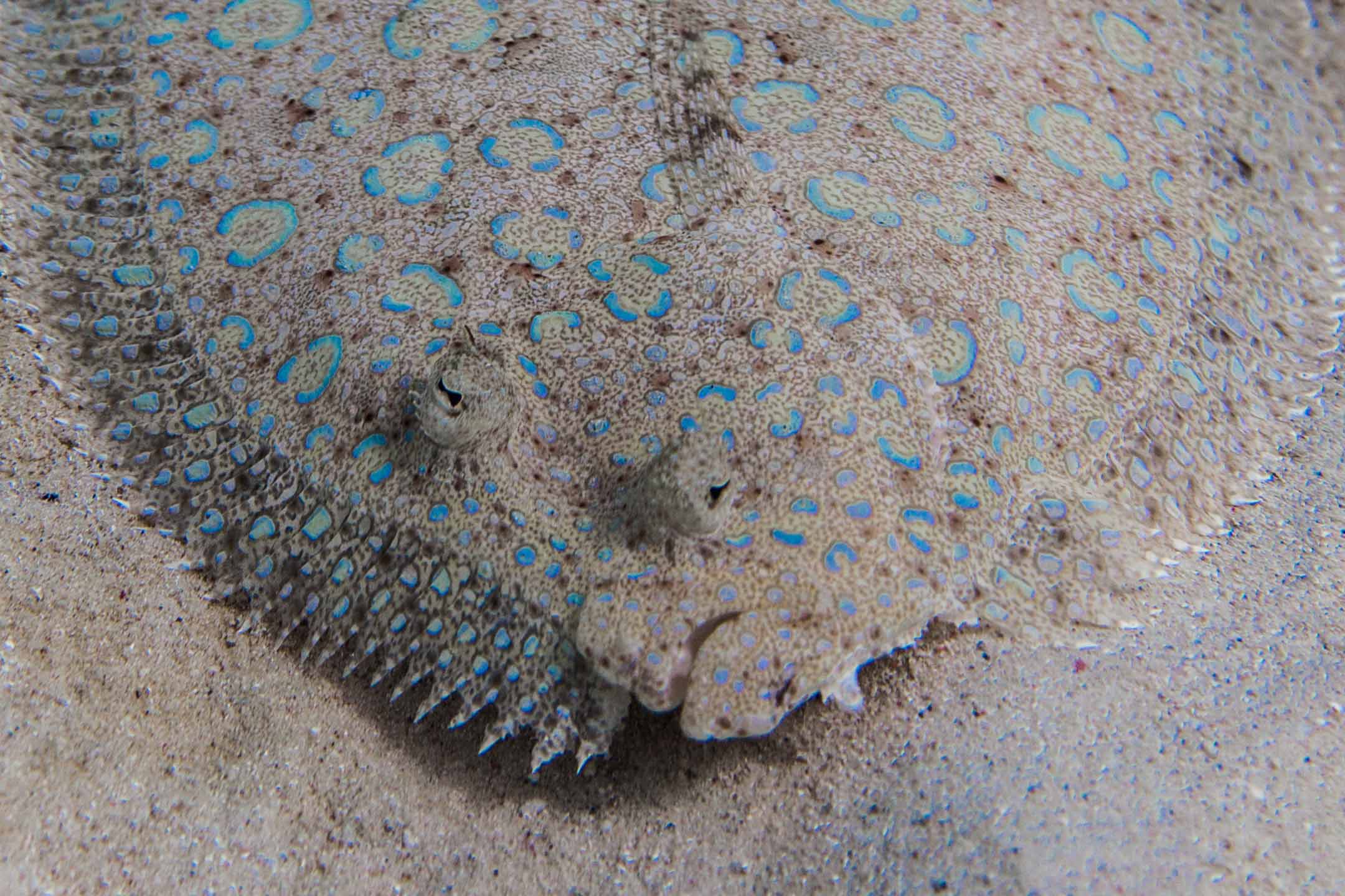 sand flounder | bonaire