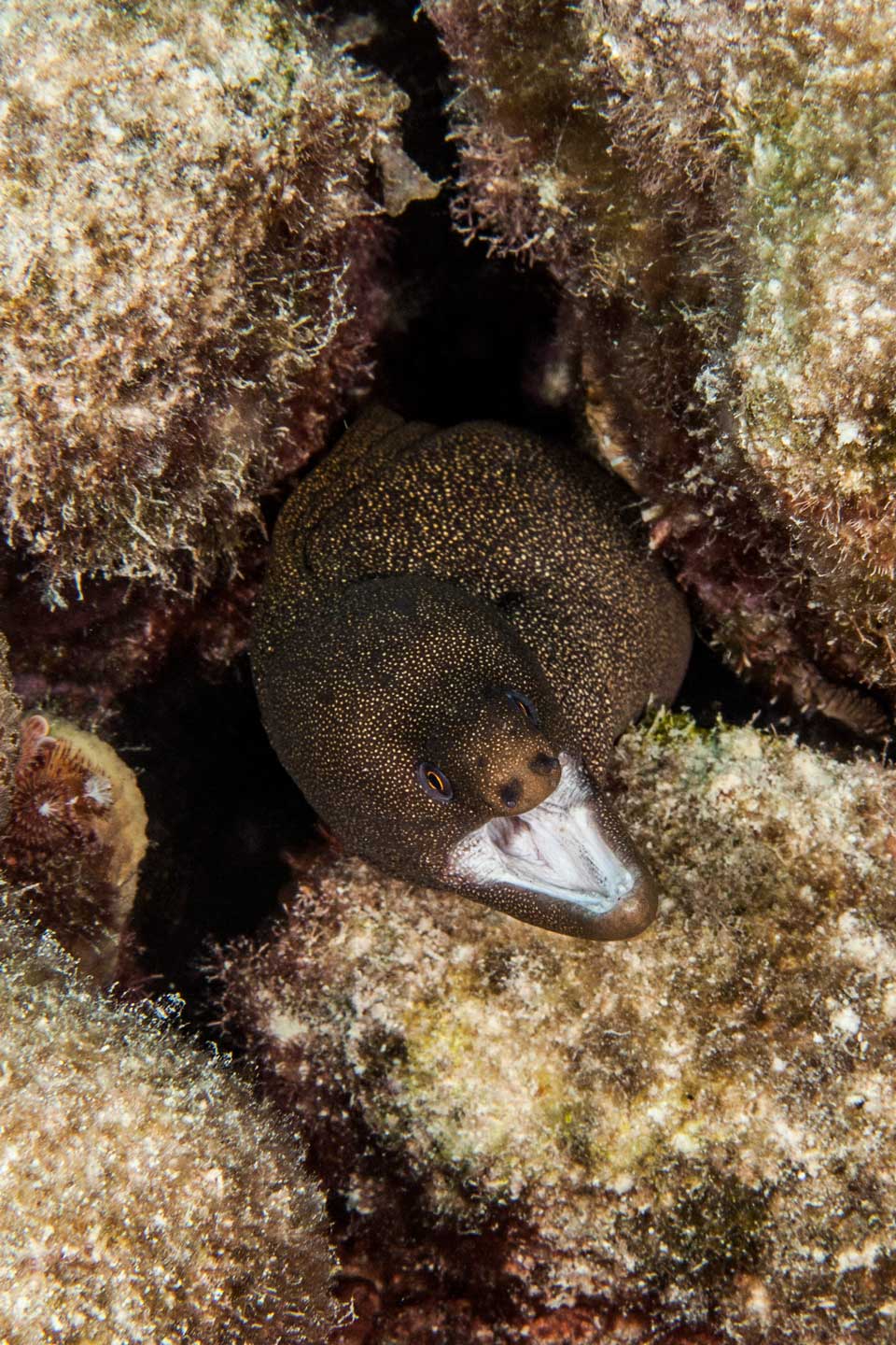 moray attack | bonaire