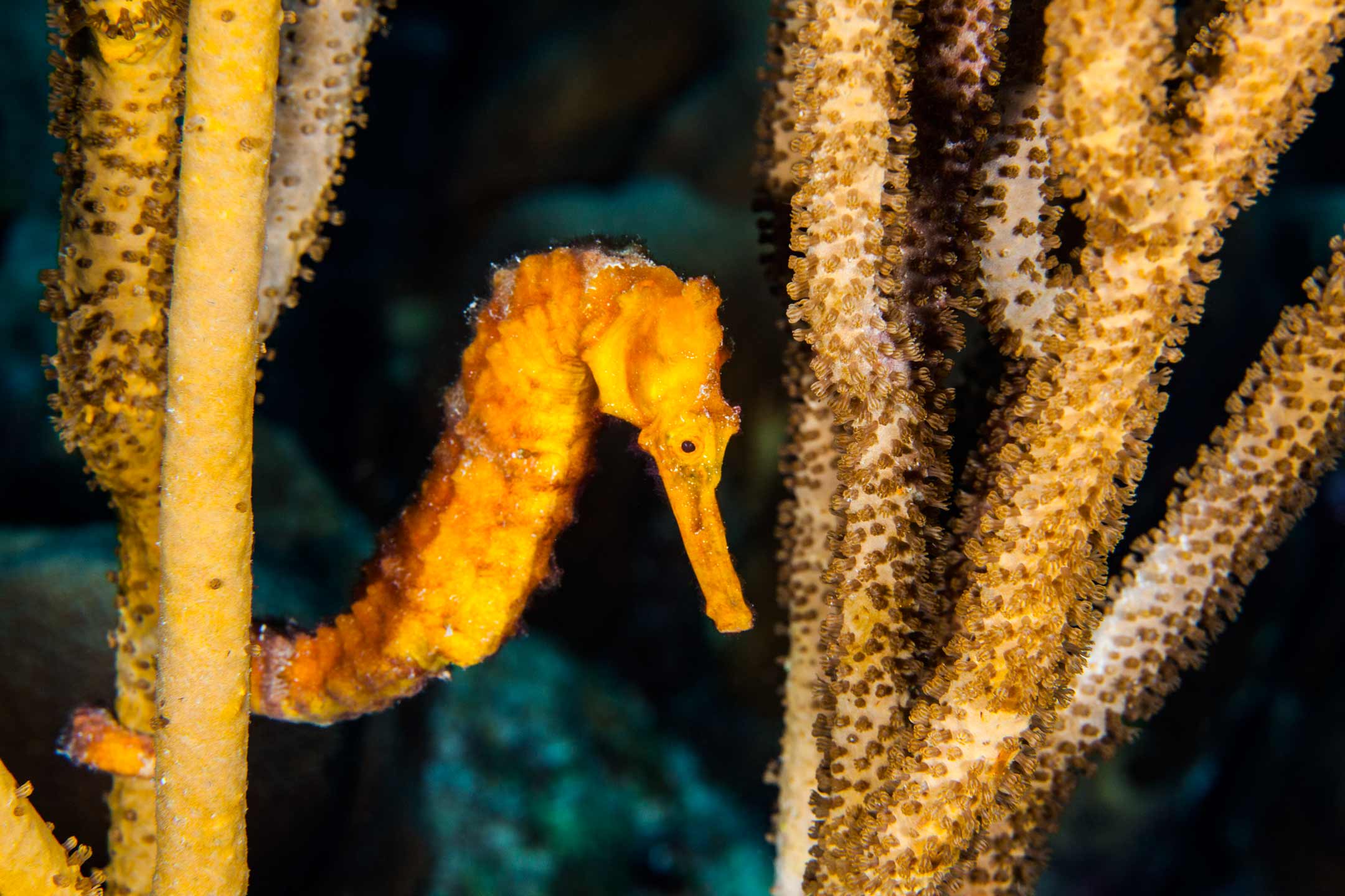 sea-horse | bonaire