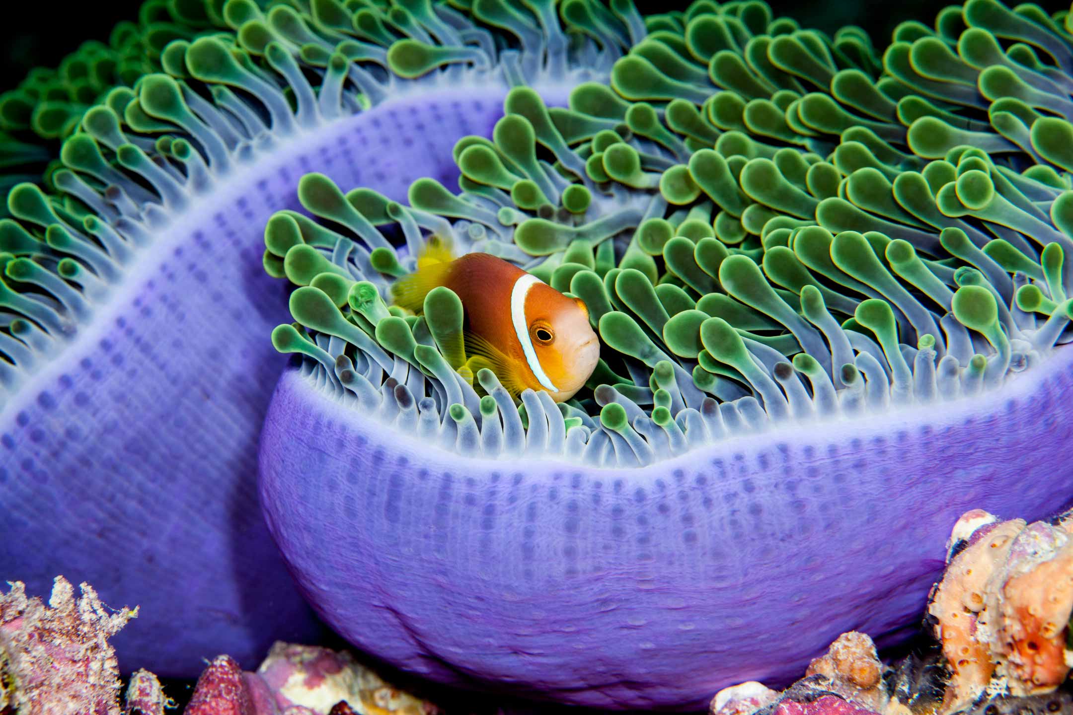 nested anemone | north male
