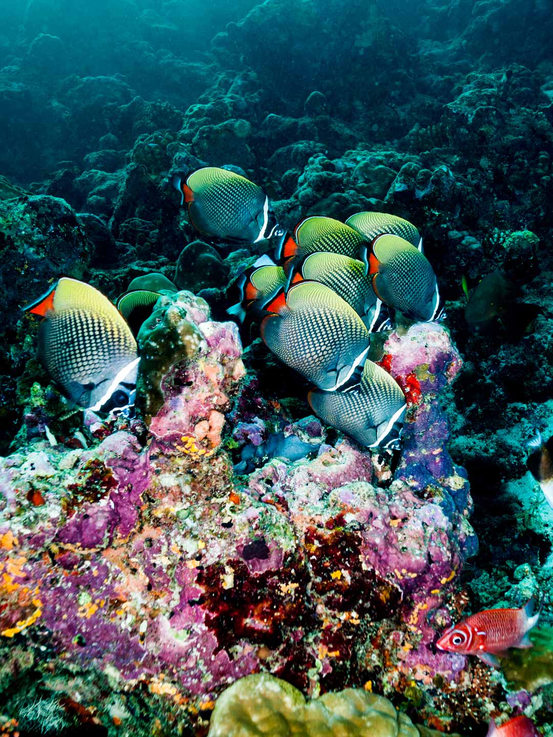 eat the reef | north male