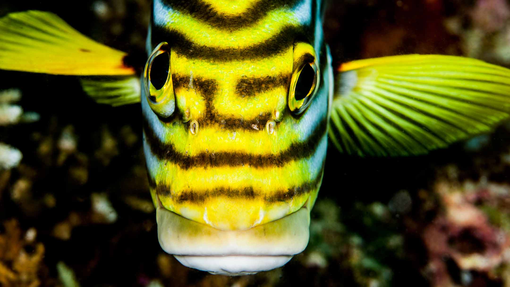 sweet lip | north male