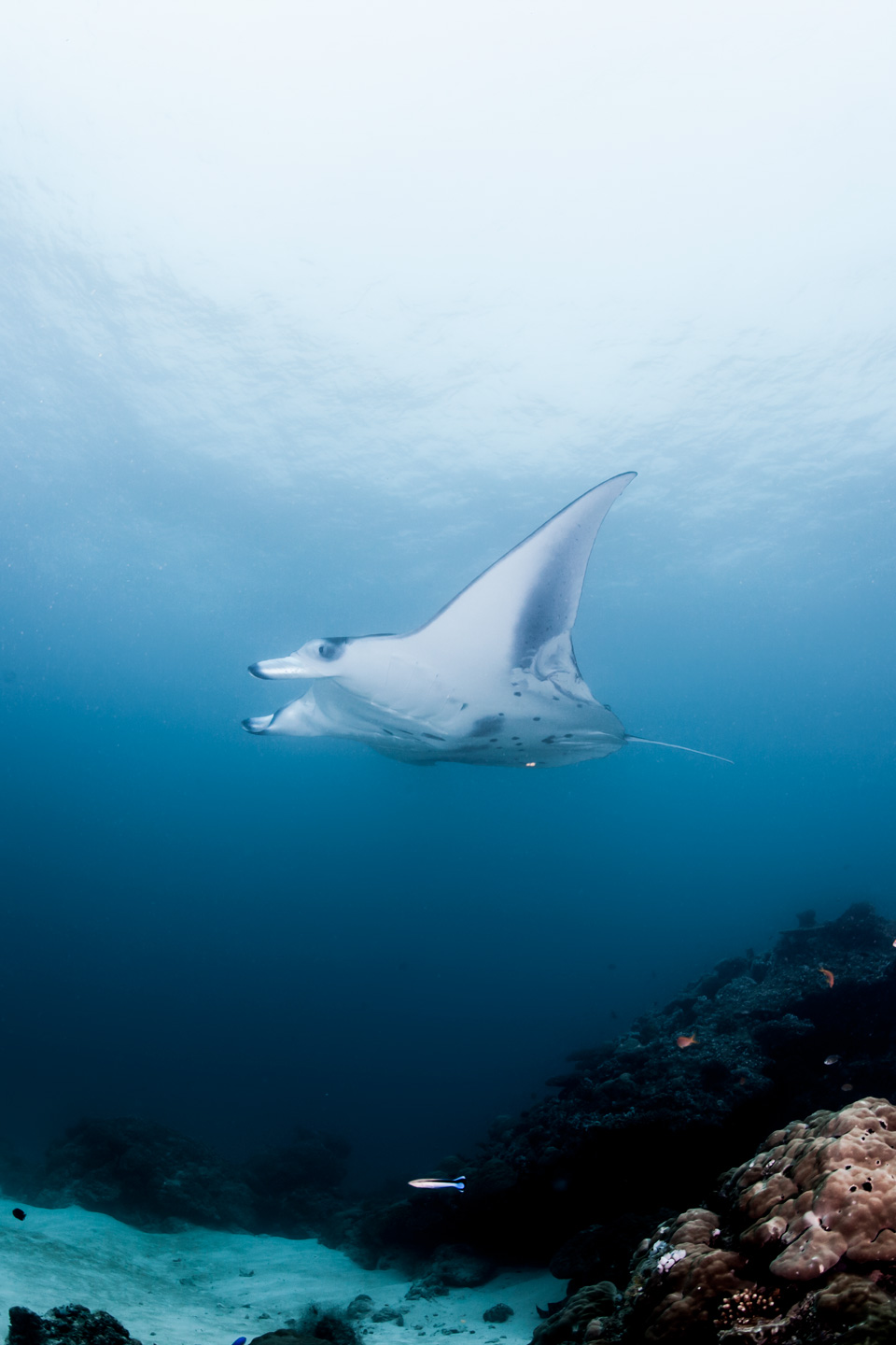 manta glide | north male