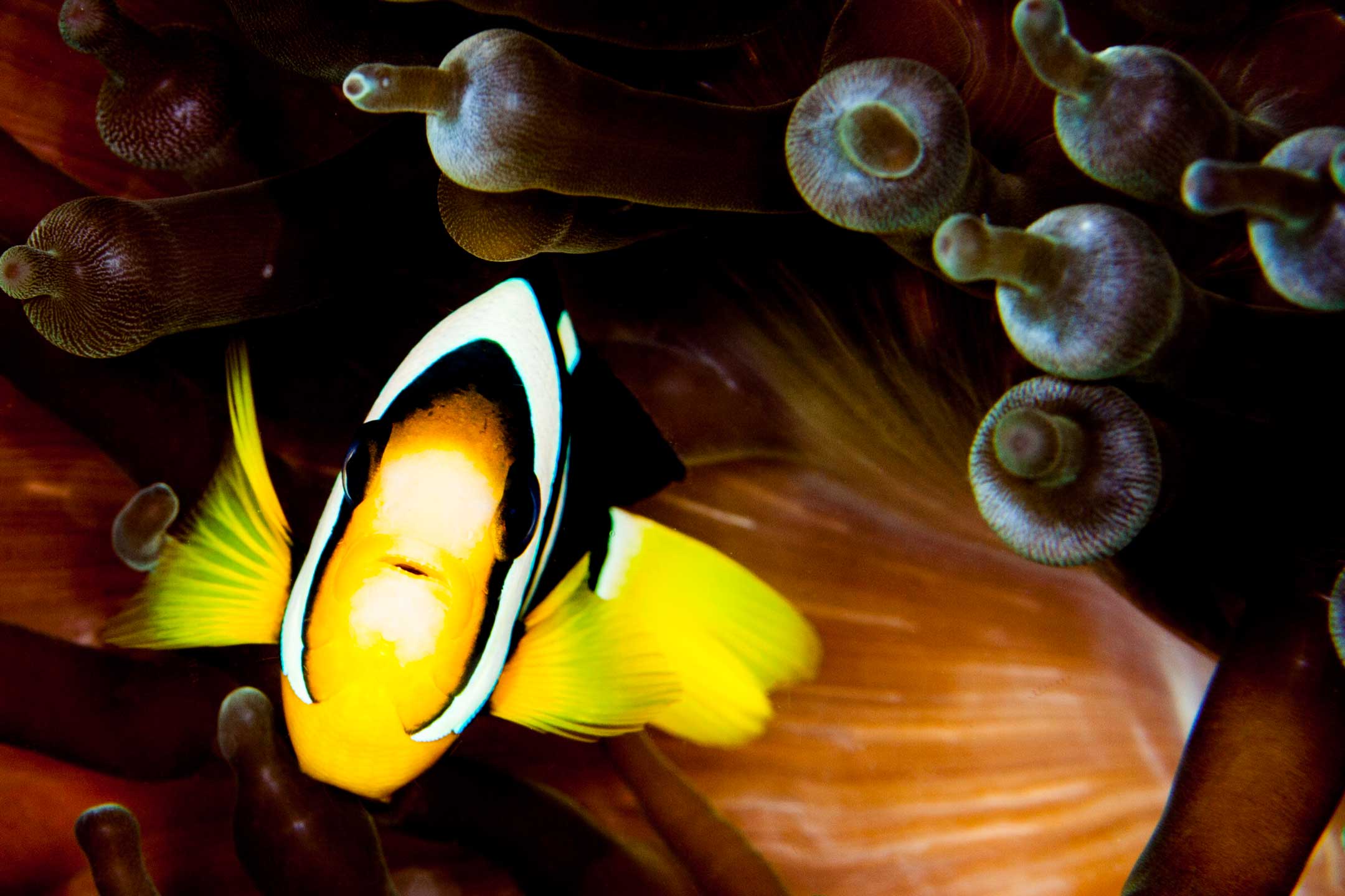 anemone burn | north male