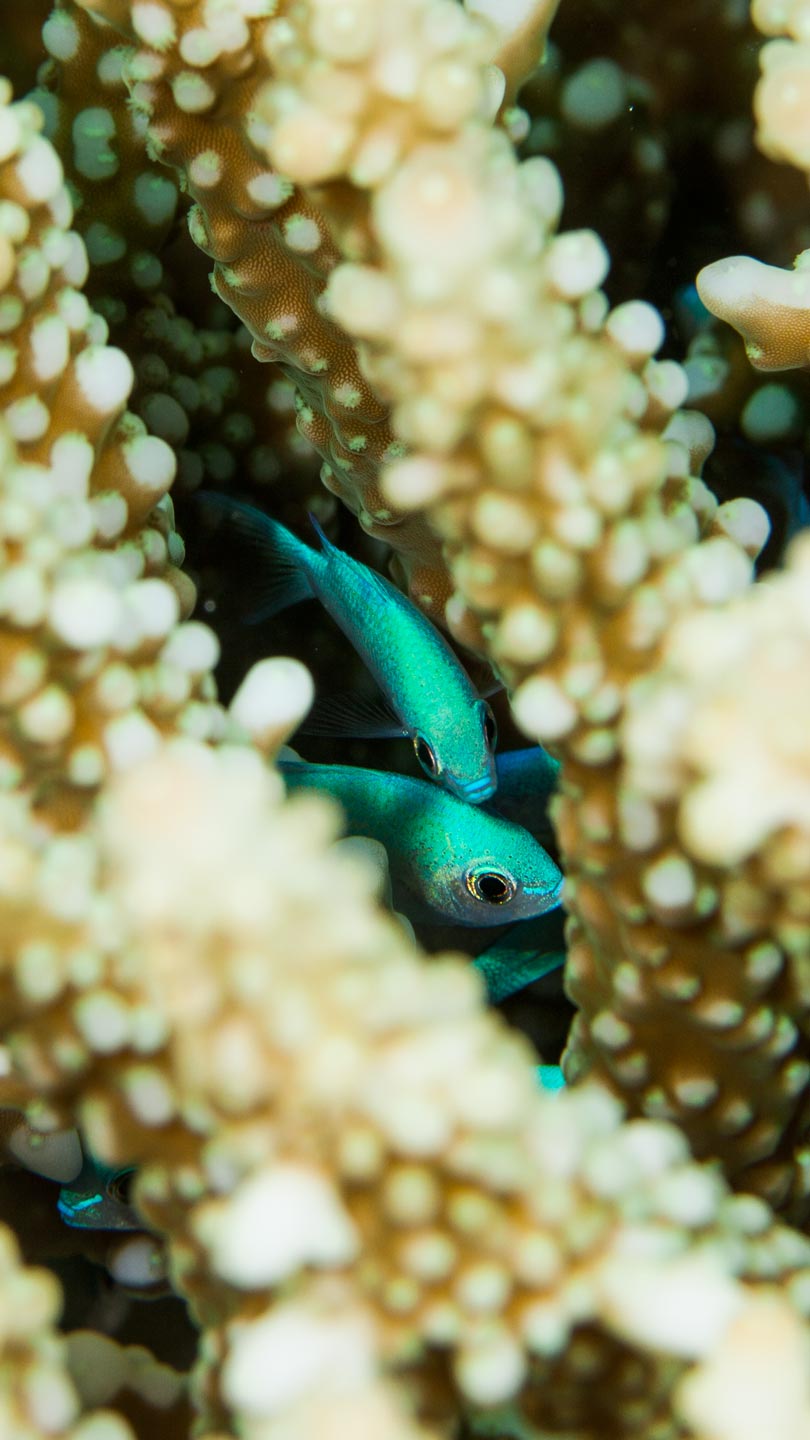 hide & seek | north male