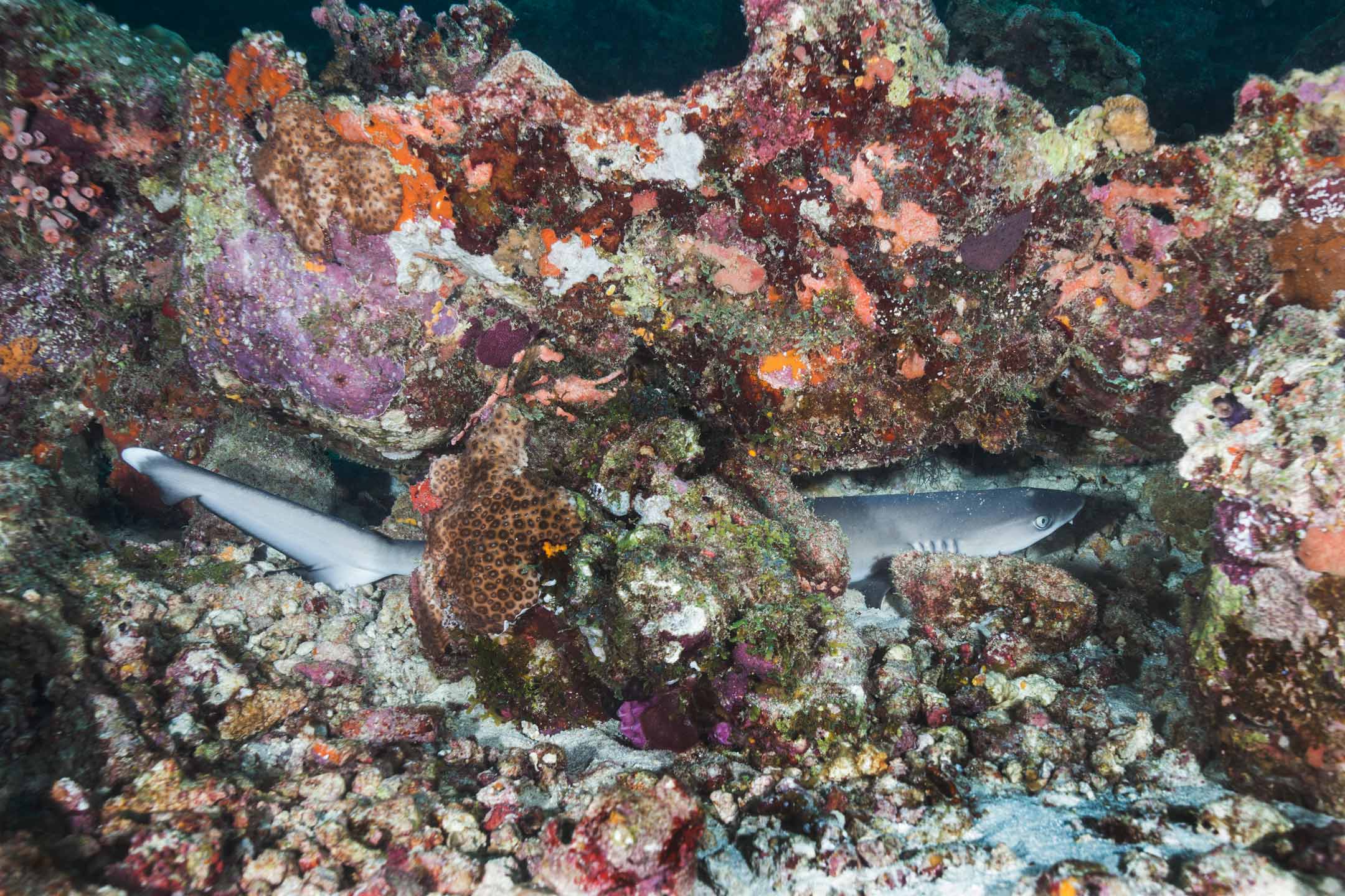 sleeping baby shark | north male