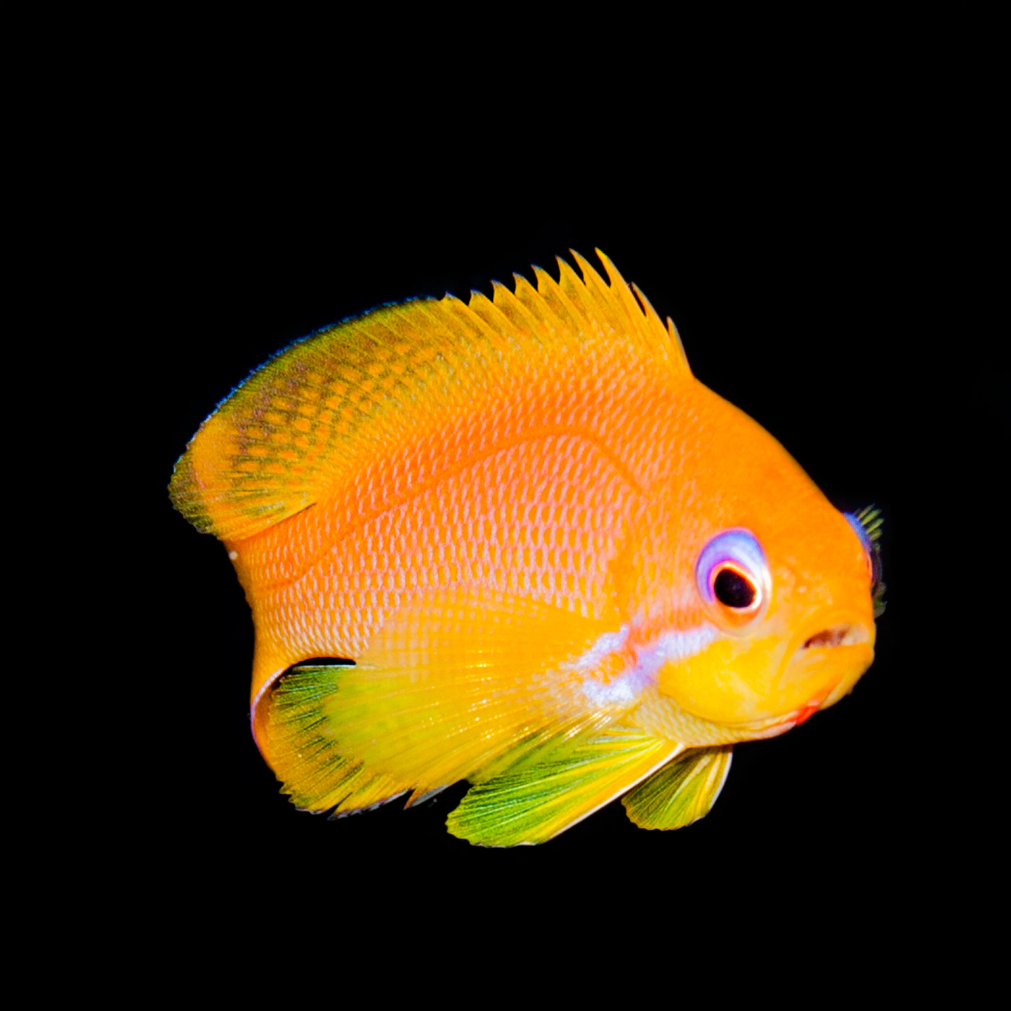 so orange | north male