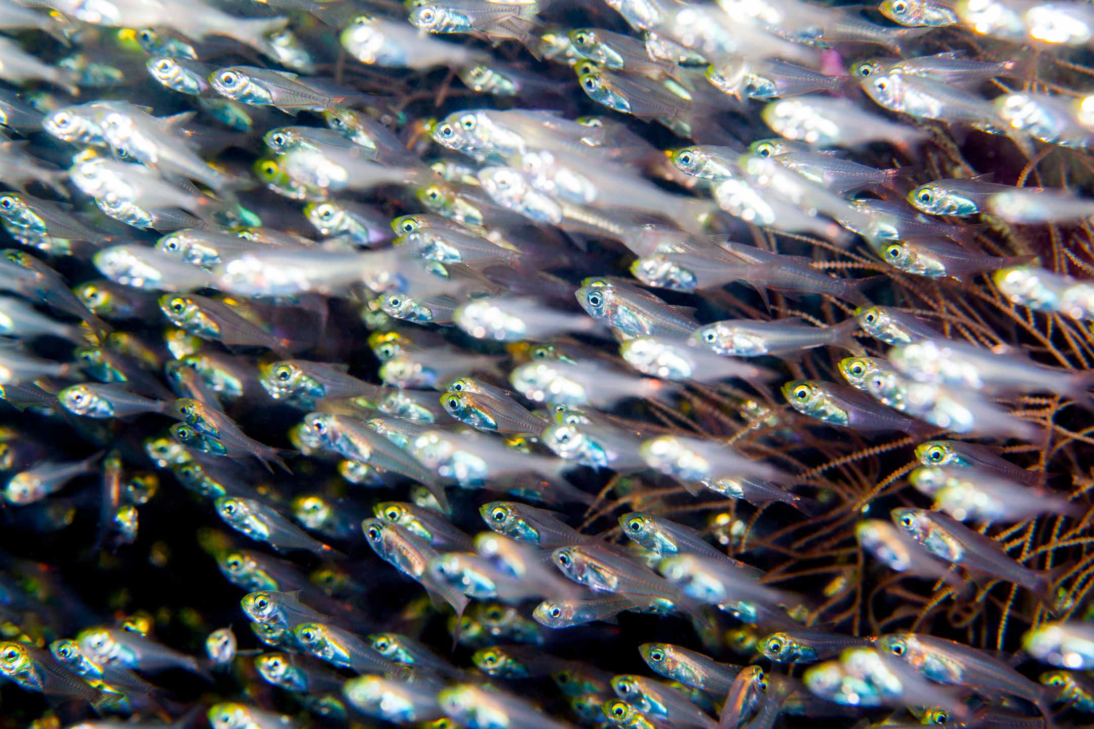 liquid glass | north male