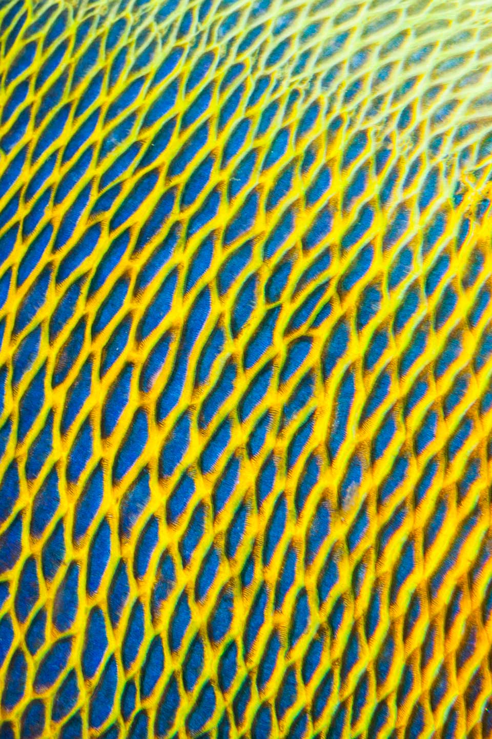 fishscape | north male