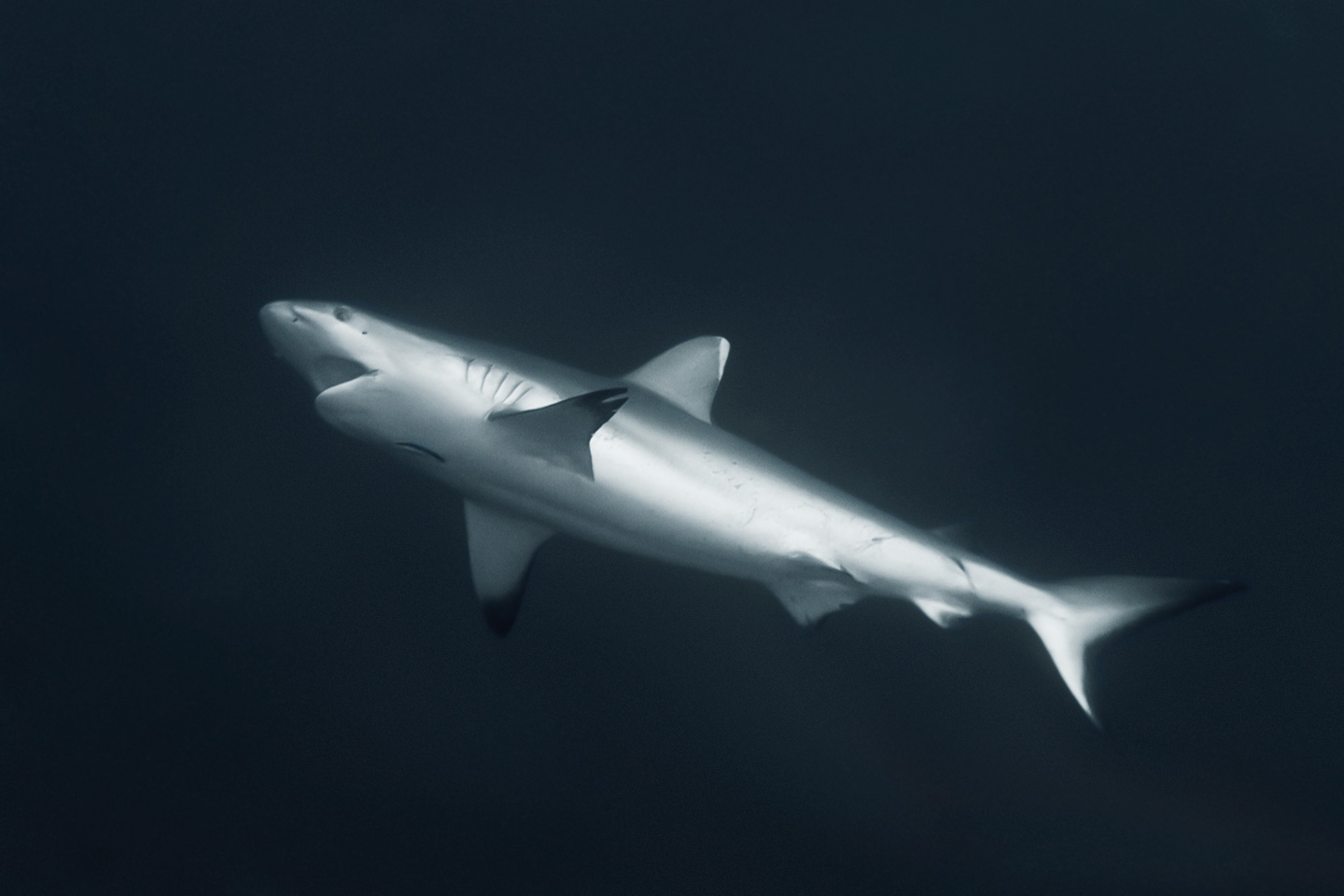 wide open | north male