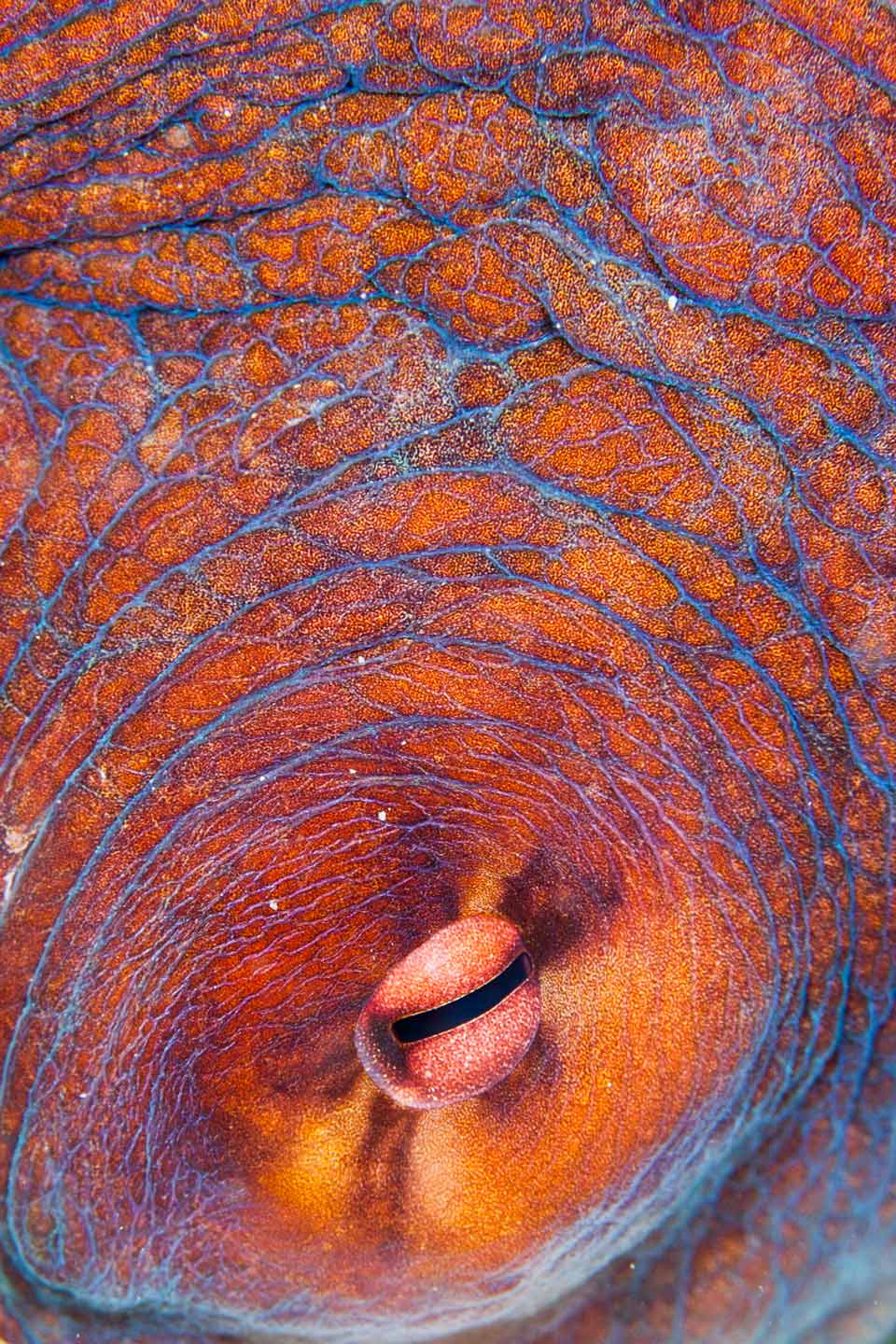 octoeye | north male