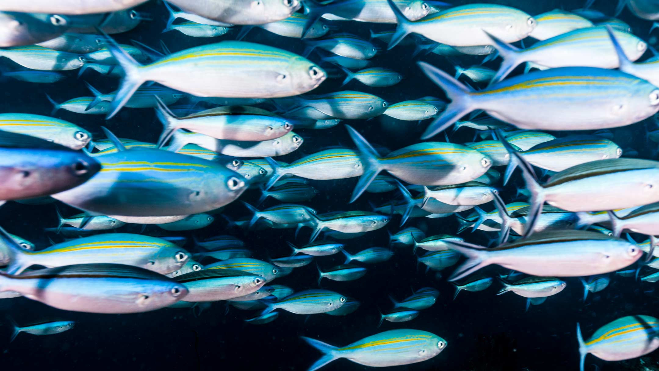 one way street | north male