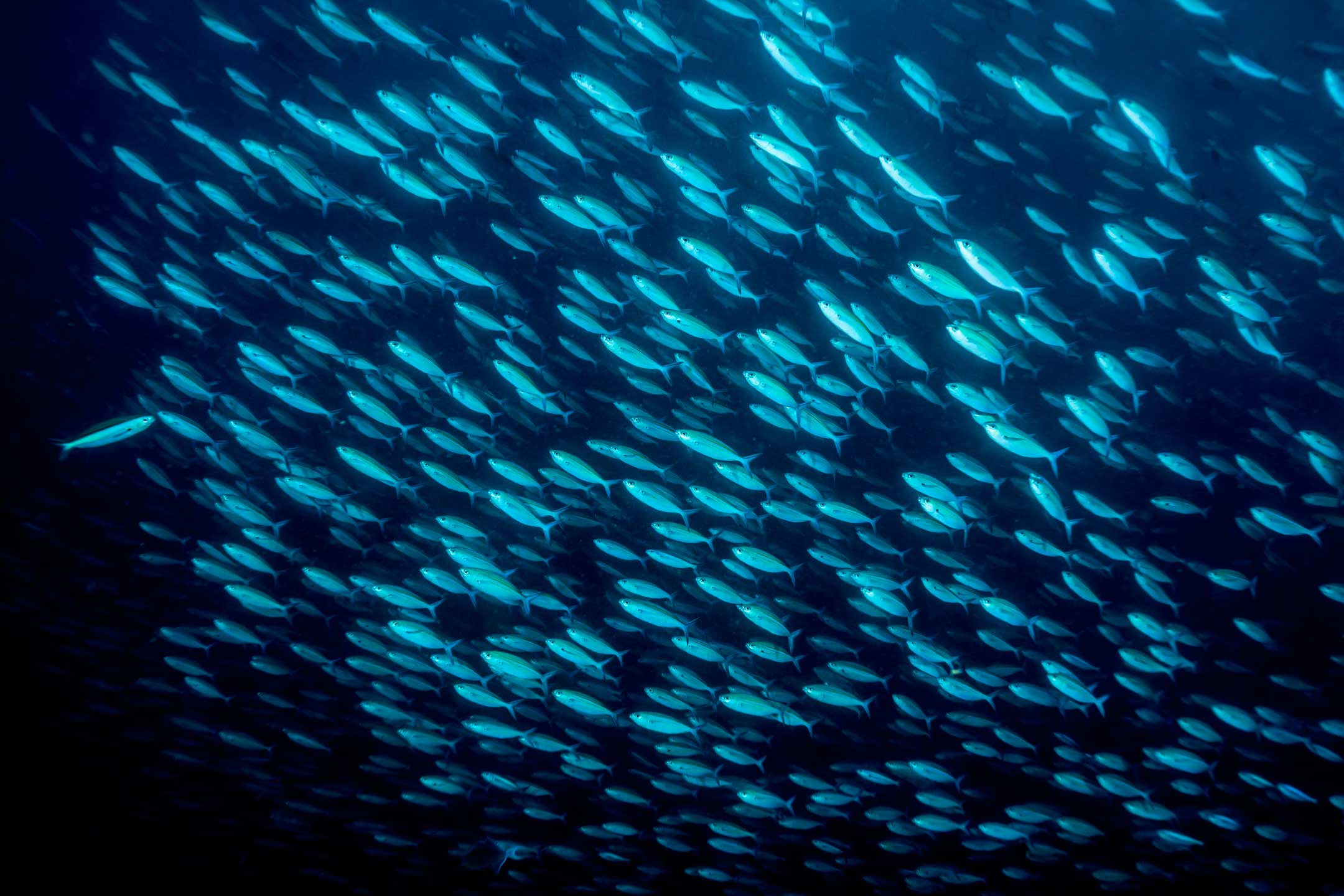 one in a million | north male