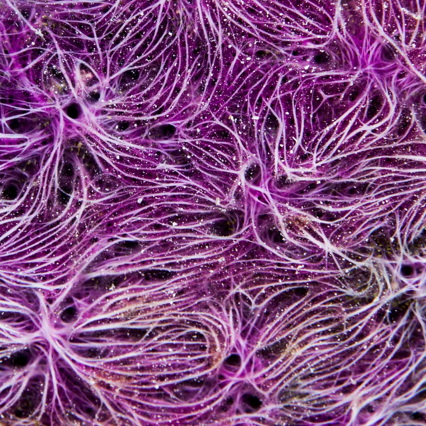 purple web | north male