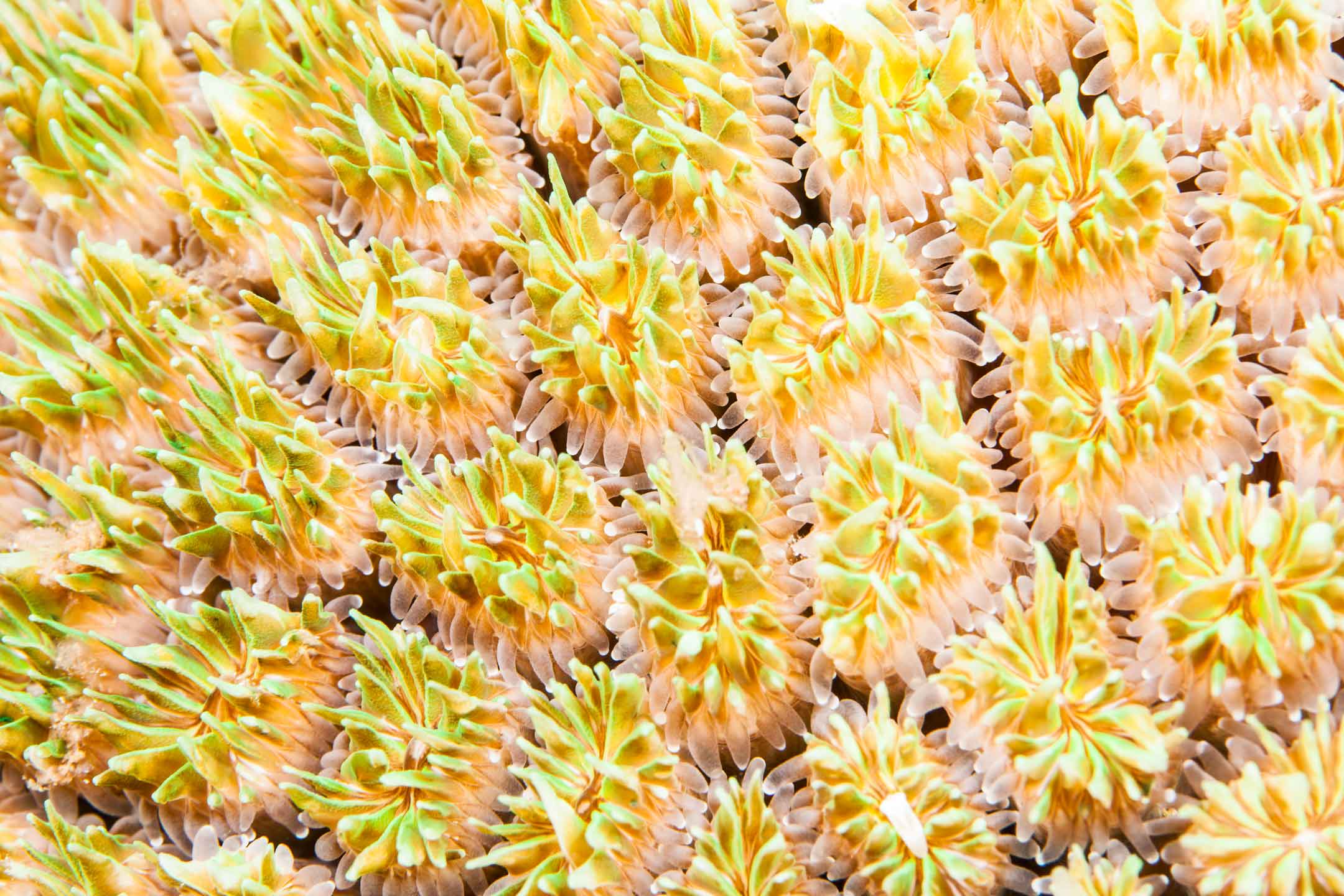 underwater fields | north male