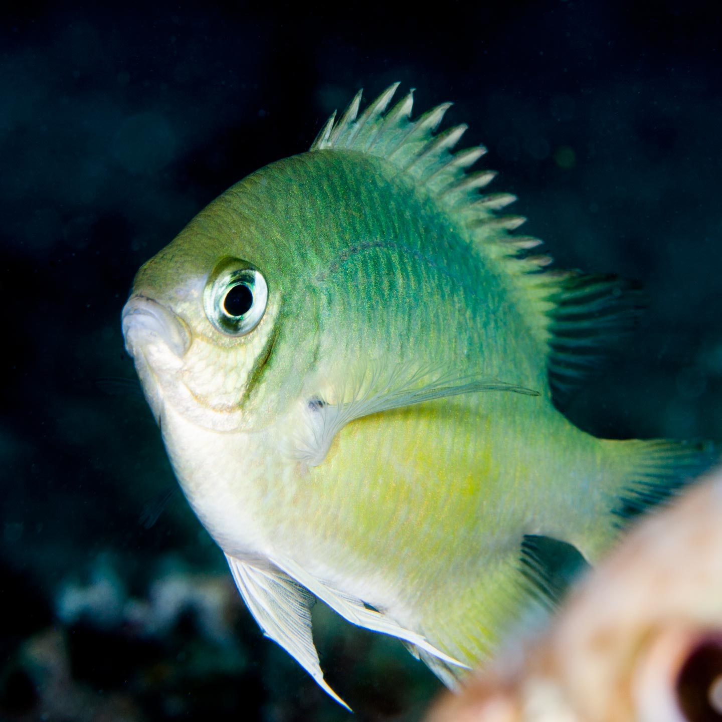 proud sergeant | north male