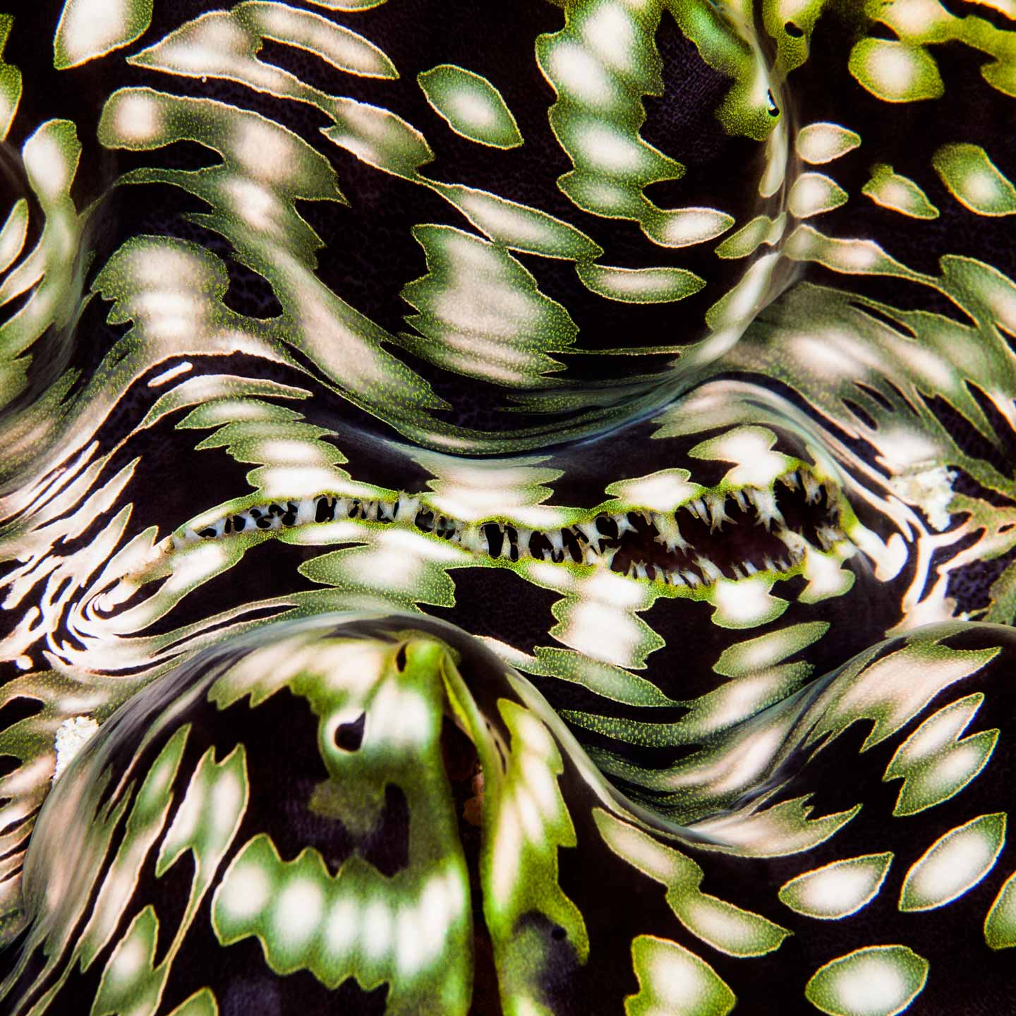 tiger shell | north male