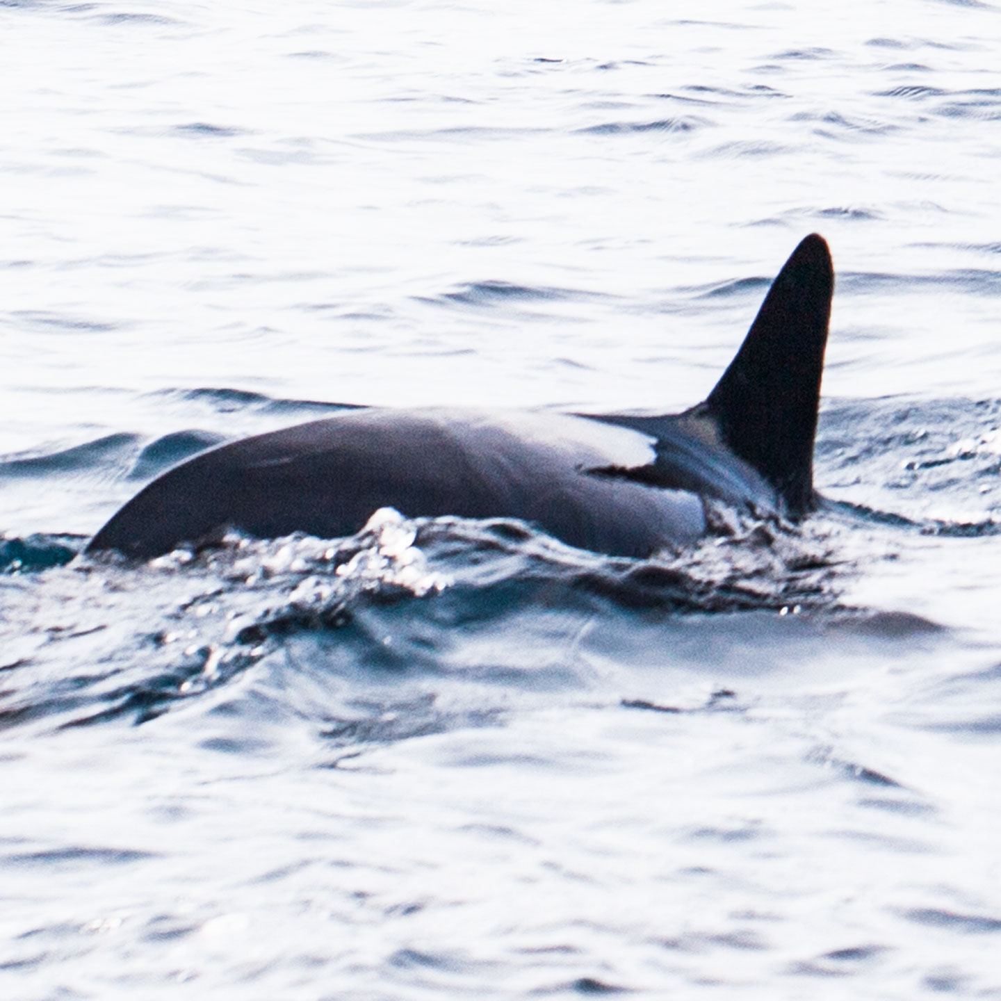 pilot whale | north male