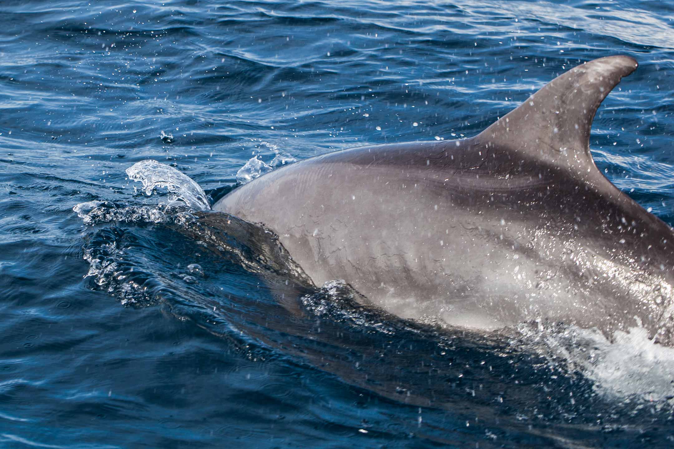 dolphin spray | north male
