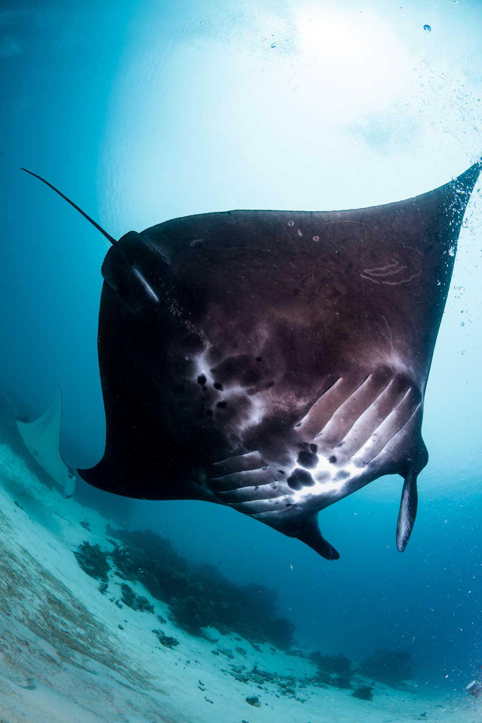 black manta | raja ampat