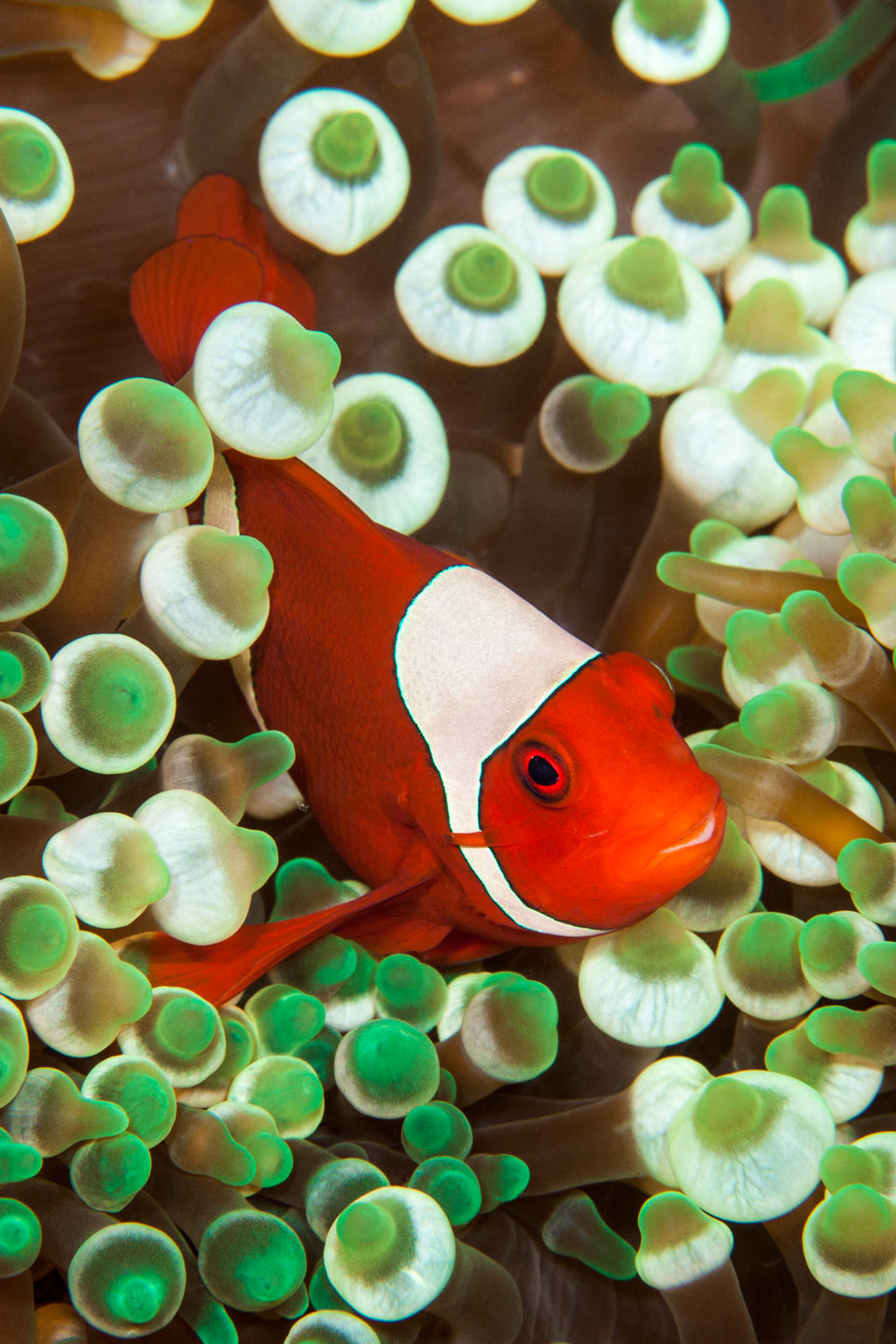 nemo's garden | raja ampat