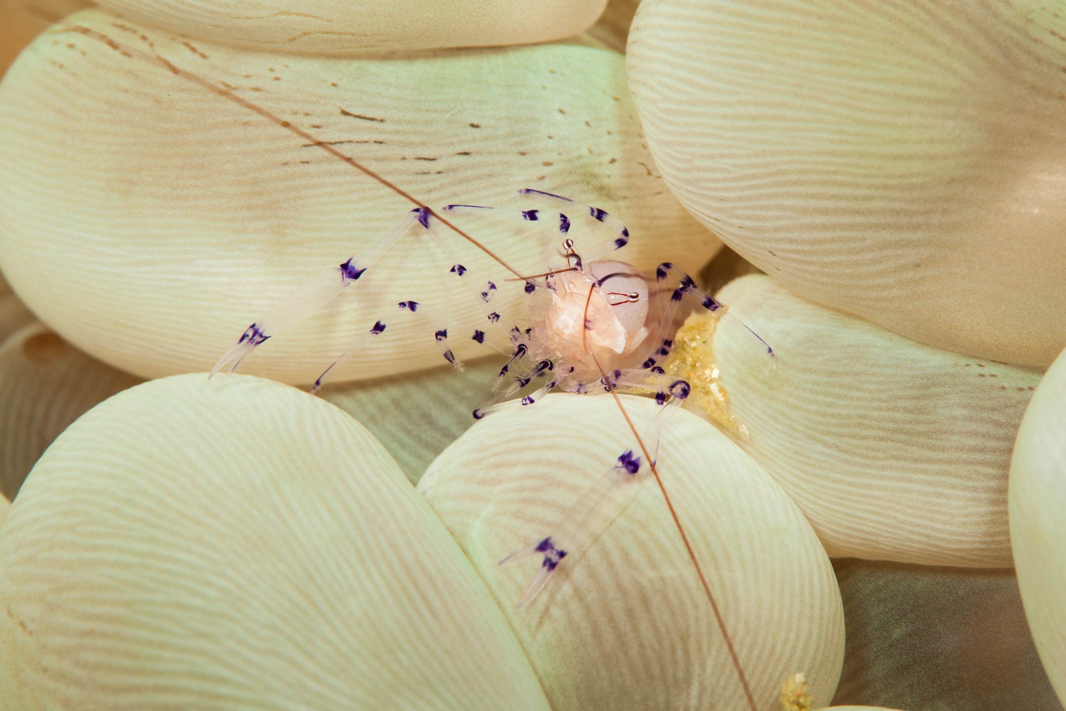 into my arms | raja ampat