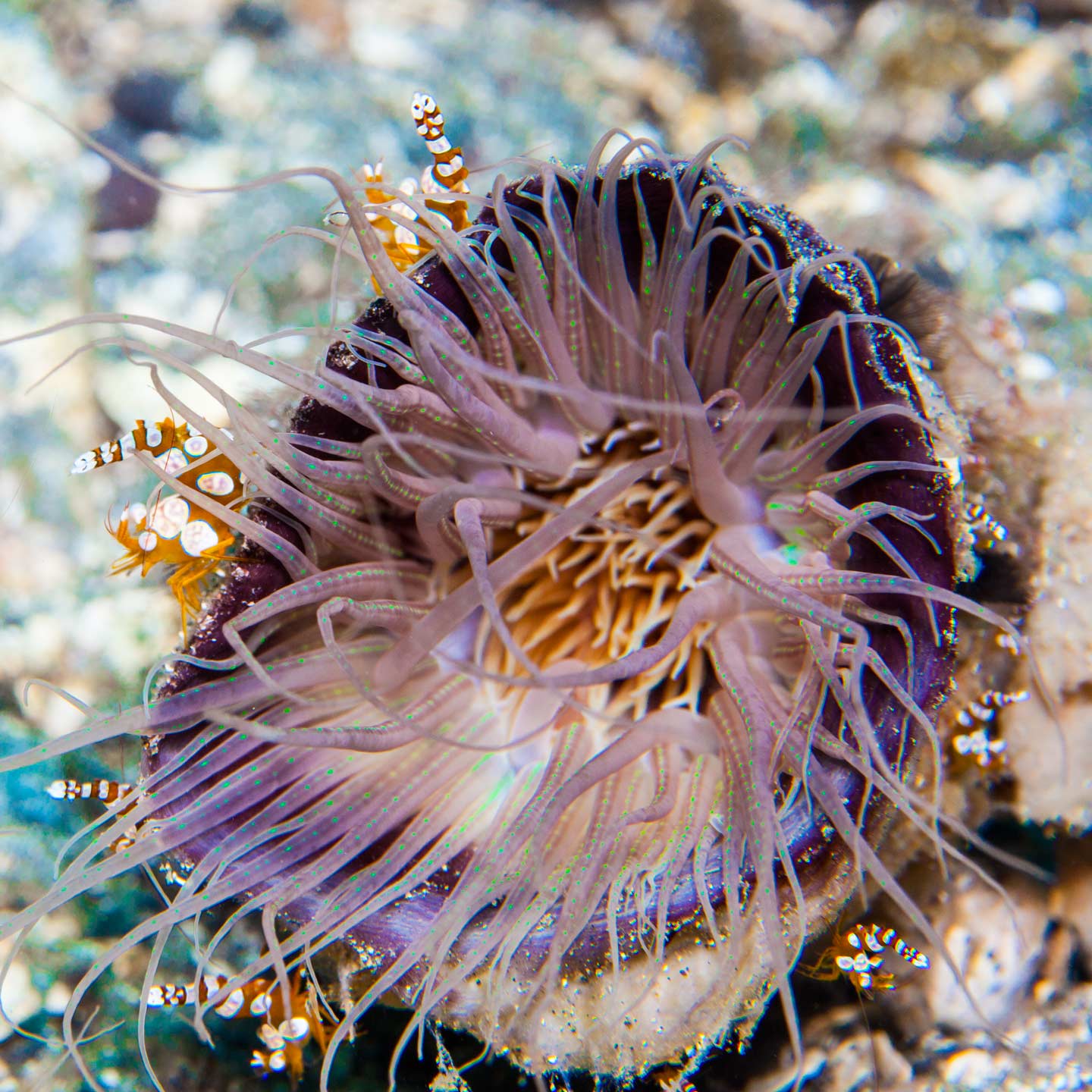 pot of shrimps | raja ampat