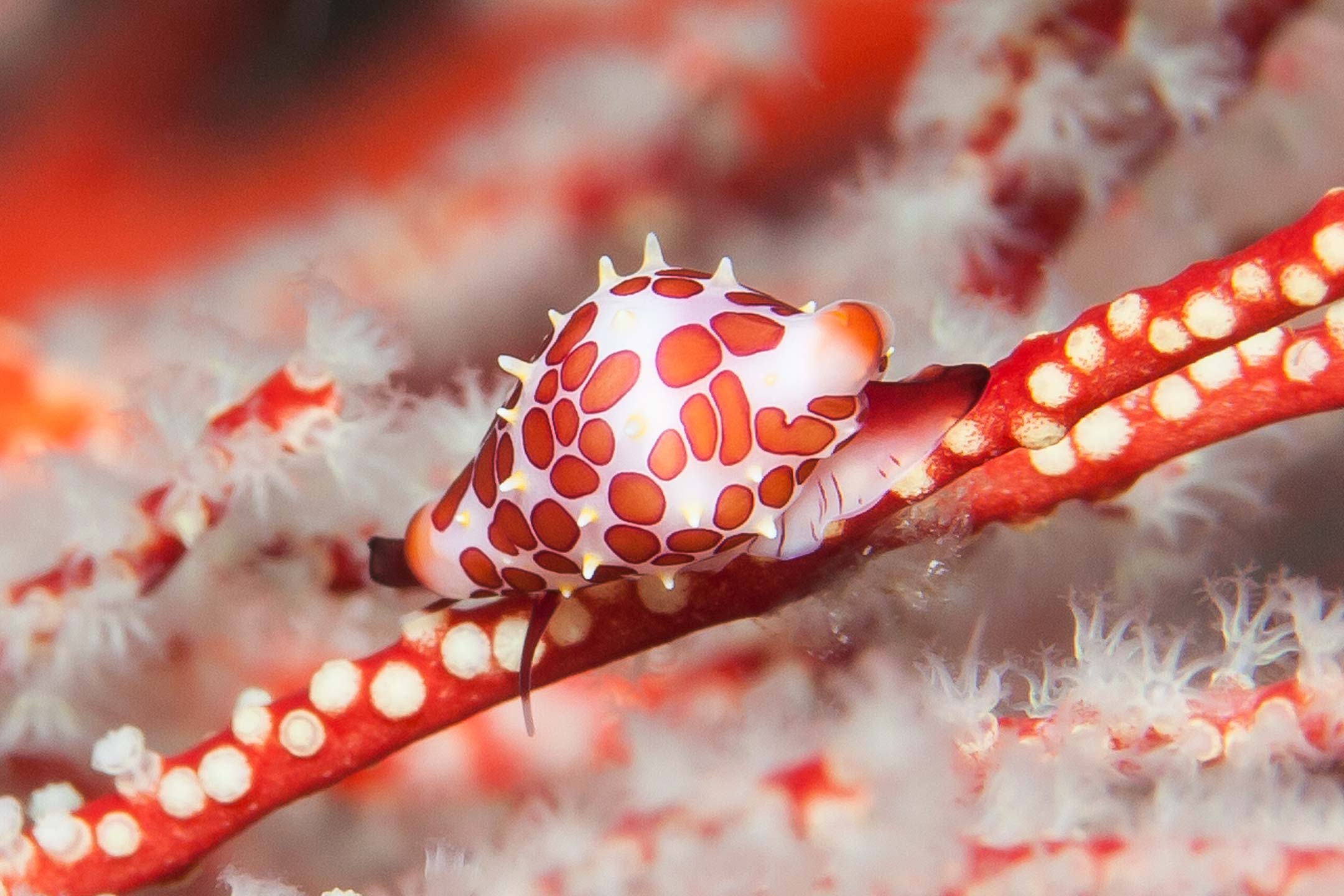 red cowry | raja ampat