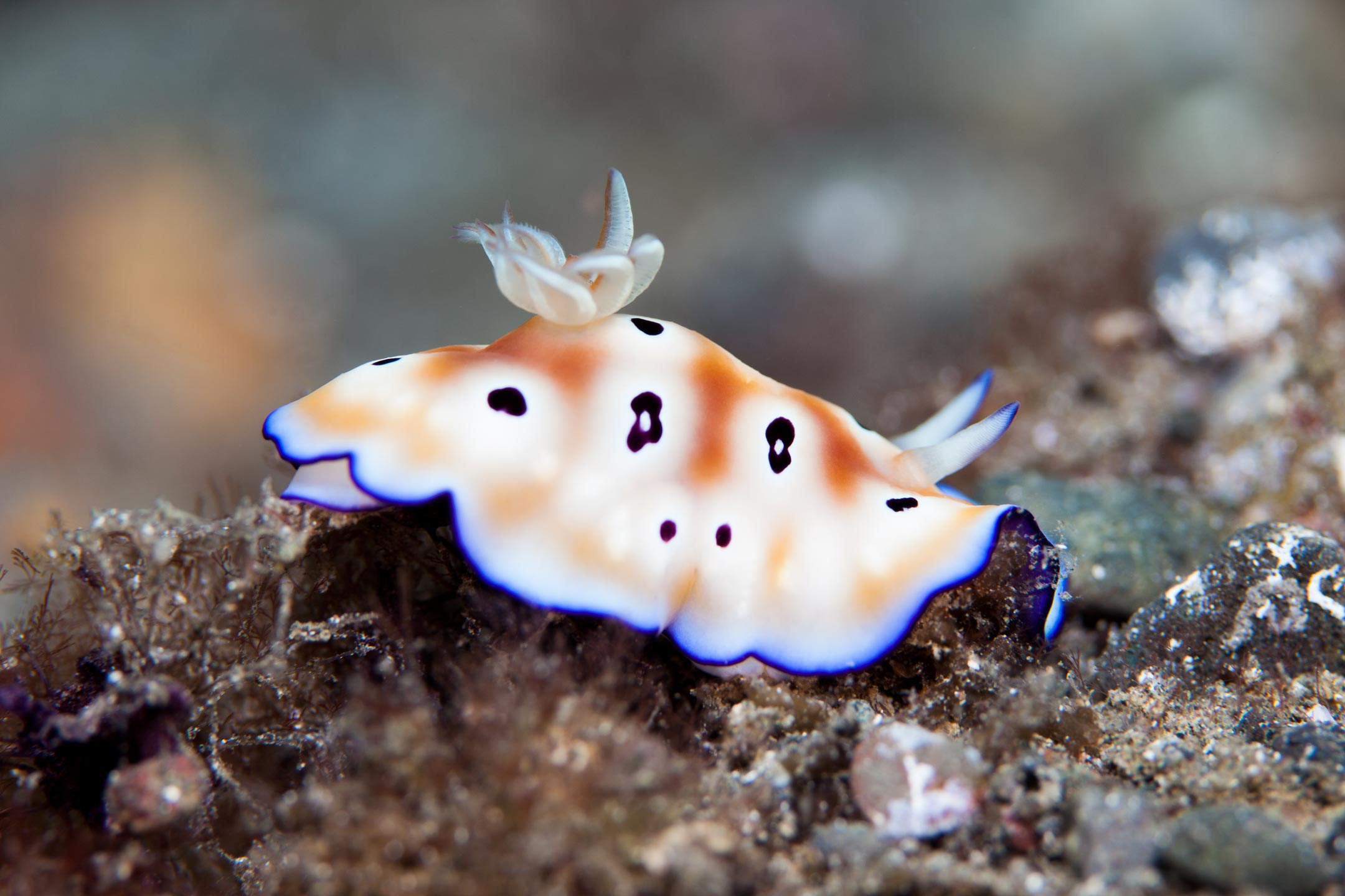 porcelain nude | raja ampat