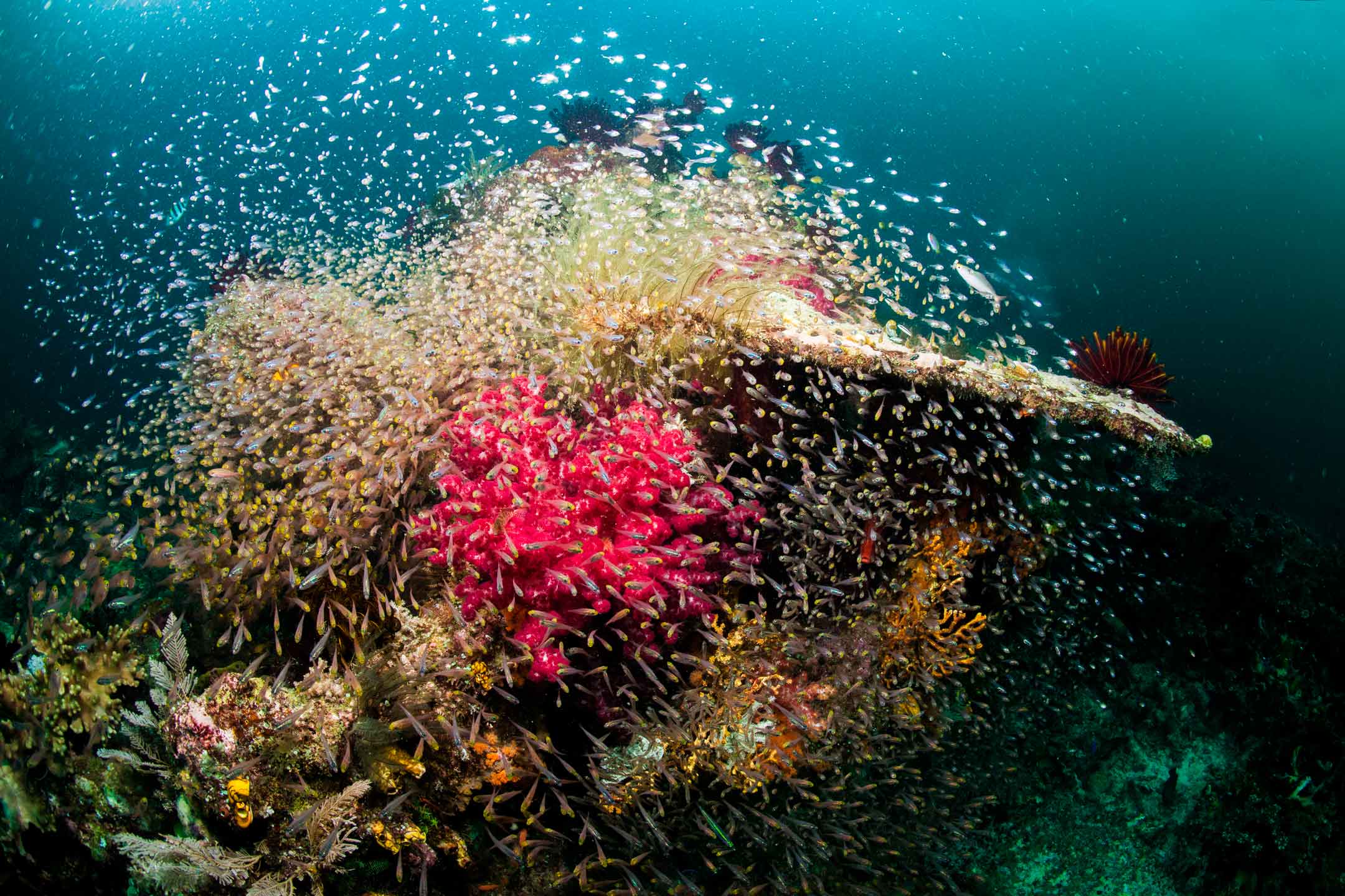 glass fish frenzy | raja ampat