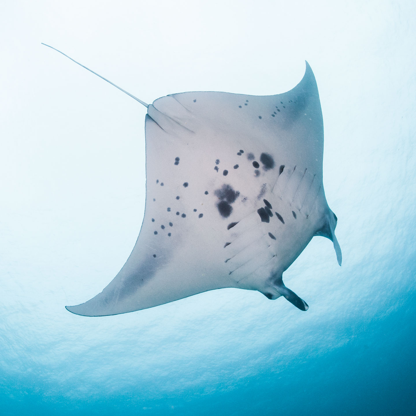 white manta | raja ampat
