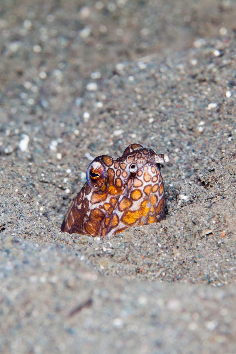 watchful & safe | raja ampat