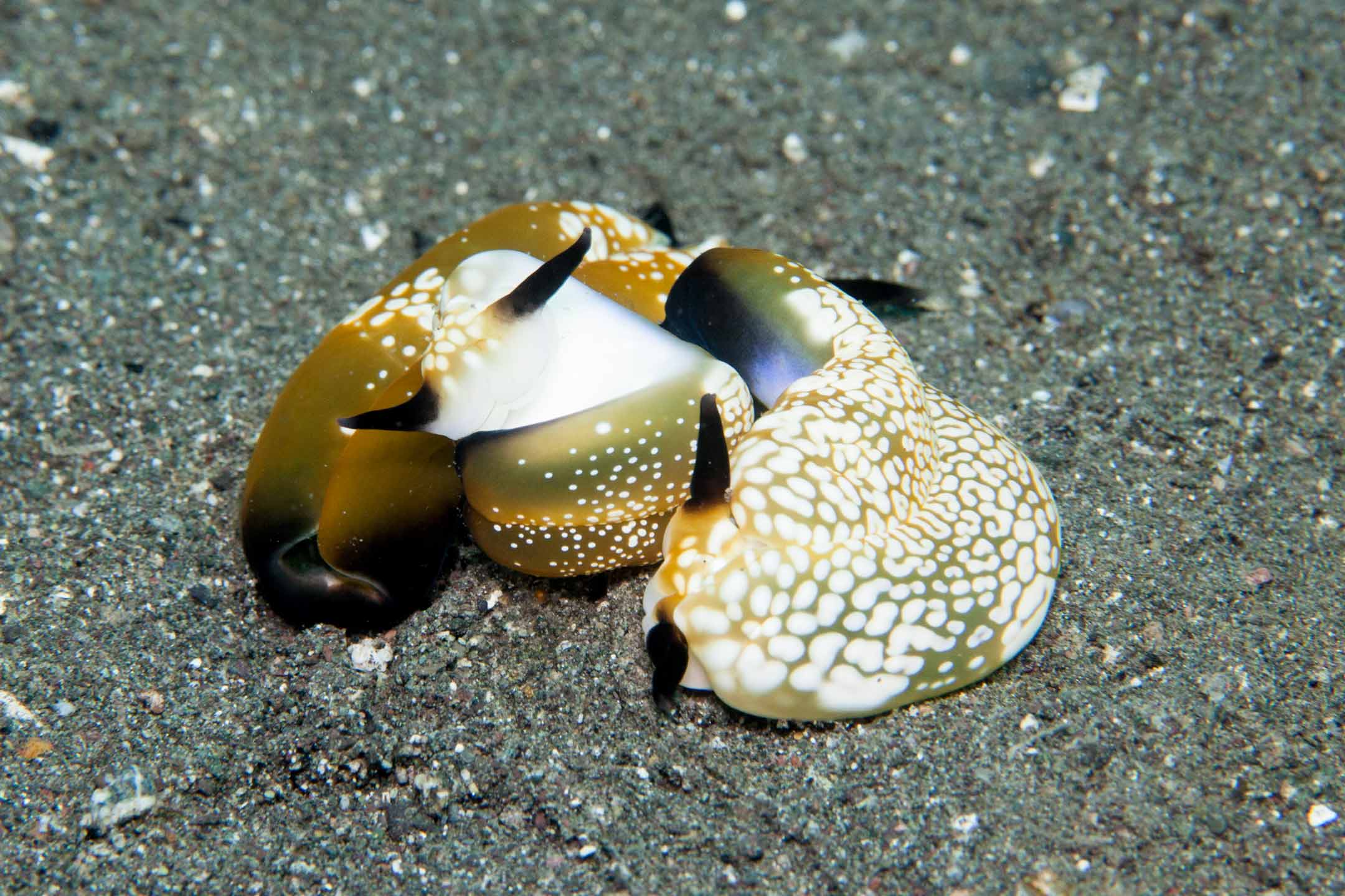 threesome | raja ampat