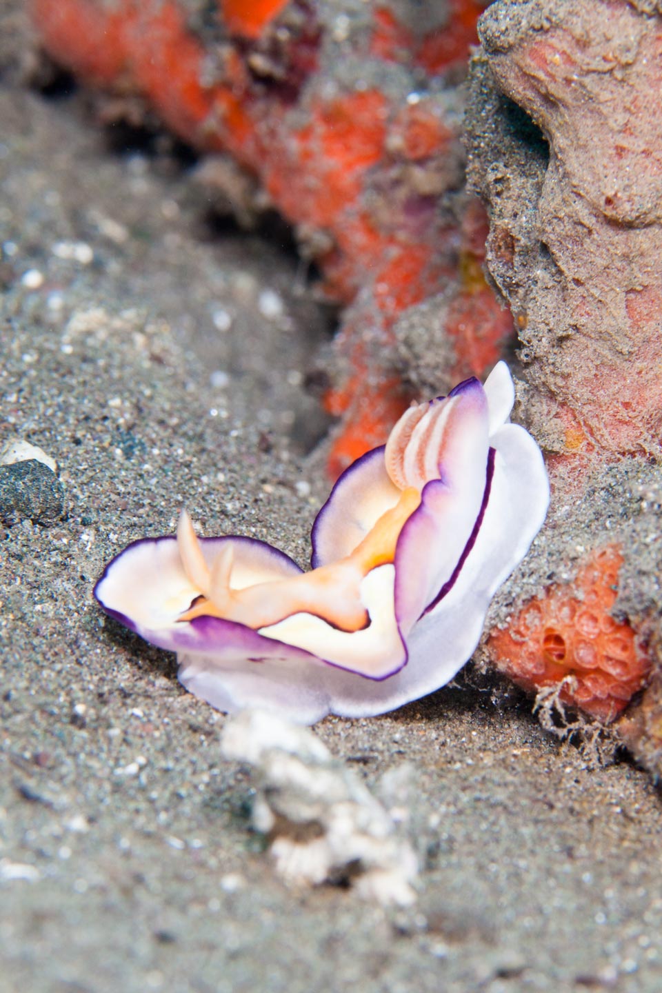 downhill | raja ampat