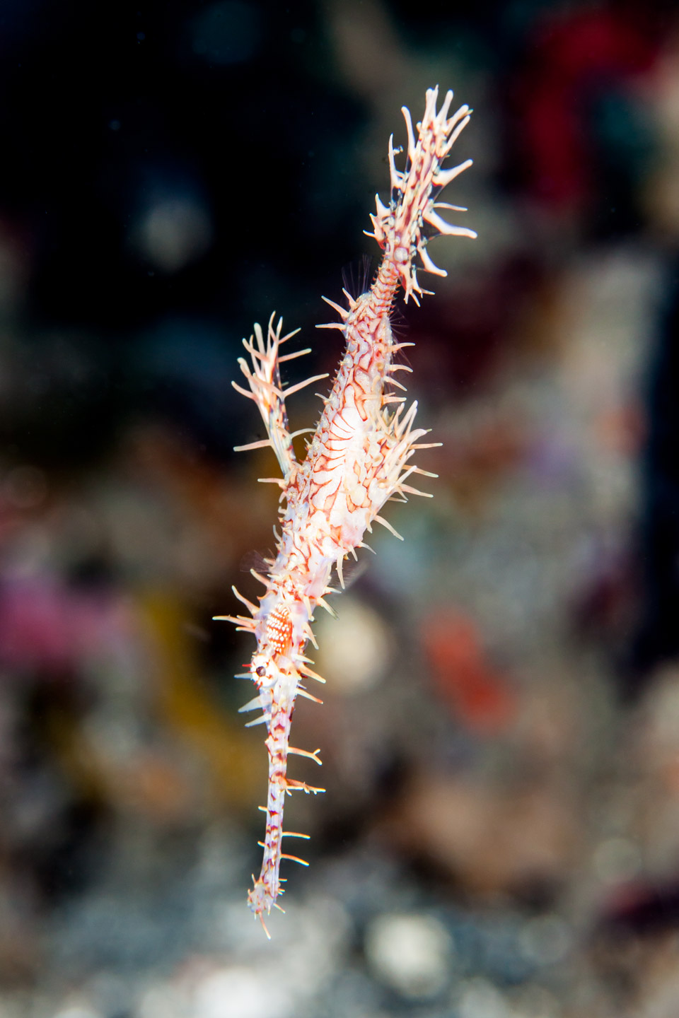 ghostpipe | raja ampat