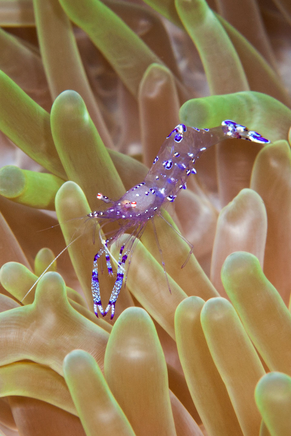 blue anemone shrimp | raja ampat