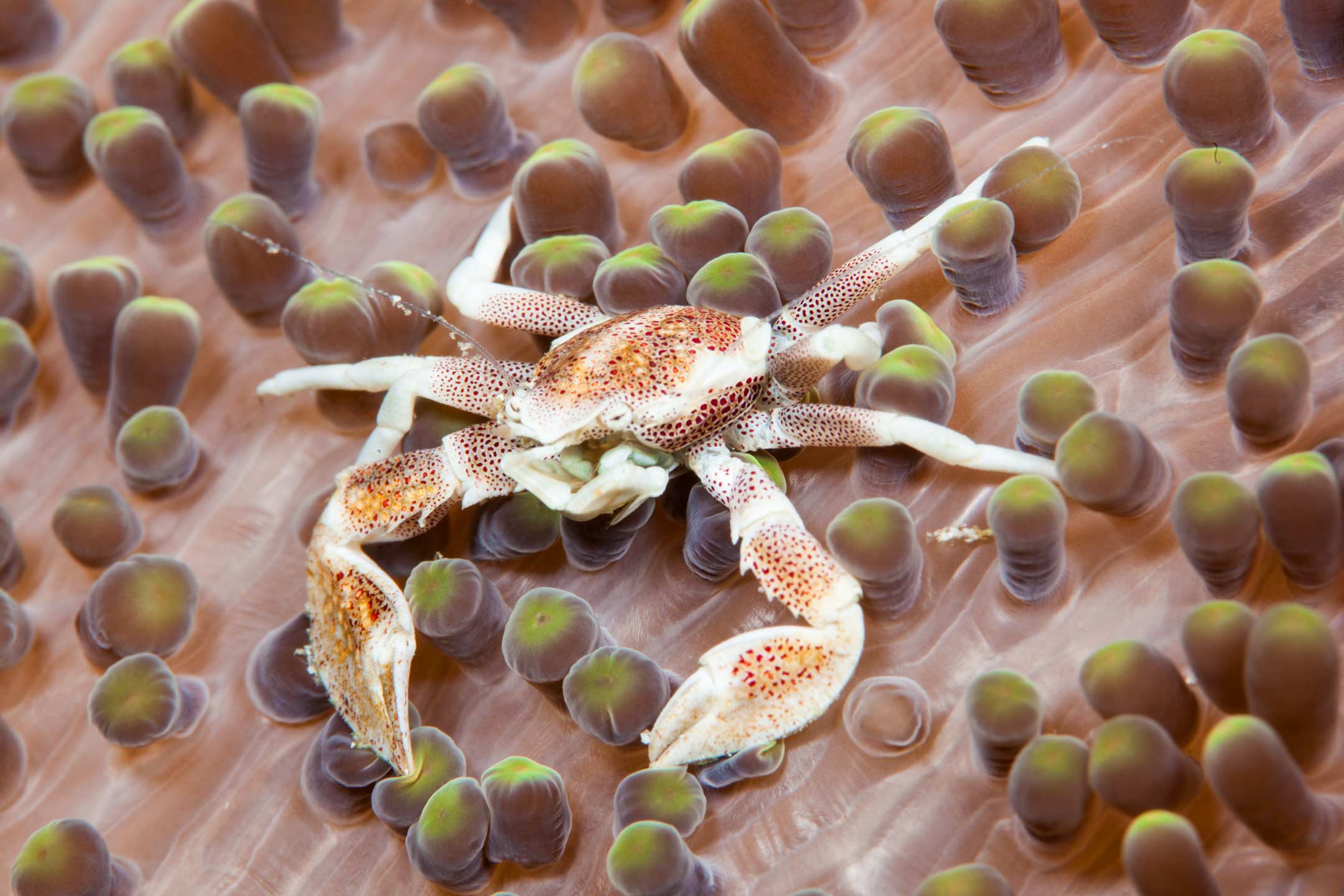 porcelain crab | raja ampat