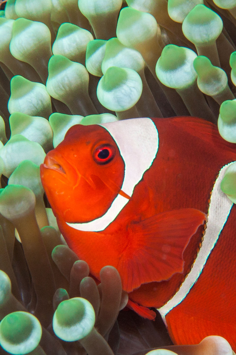 red nemo | raja ampat