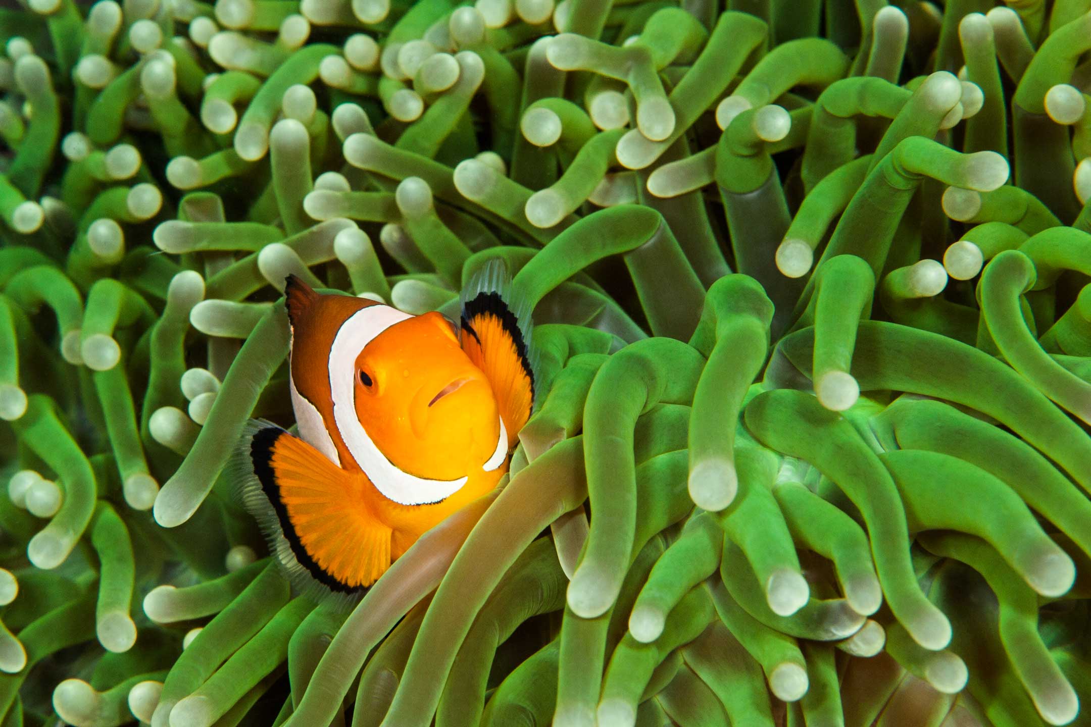 green anemone | raja ampat