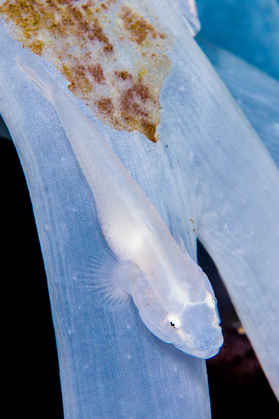 camouflage | raja ampat