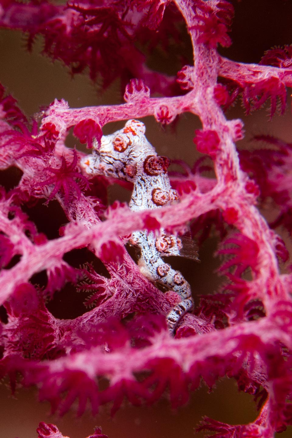 pink princess | raja ampat