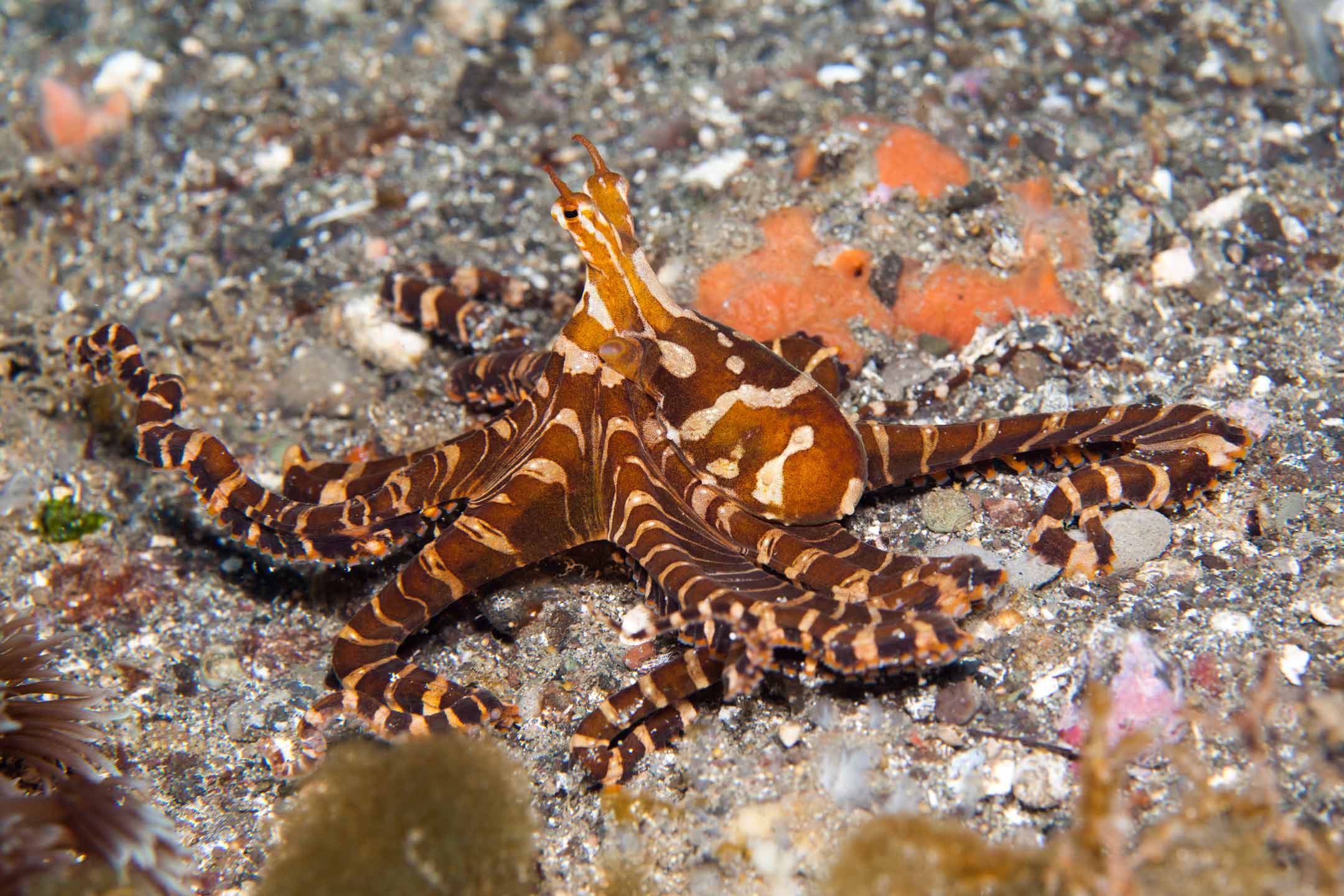 wonderpus | raja ampat