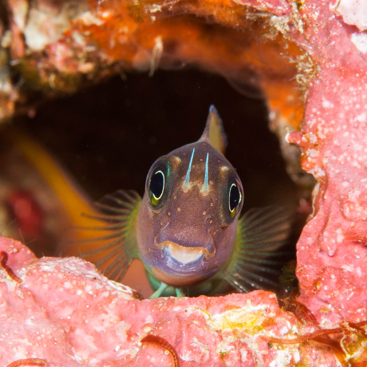 blenny surprised | raja ampat