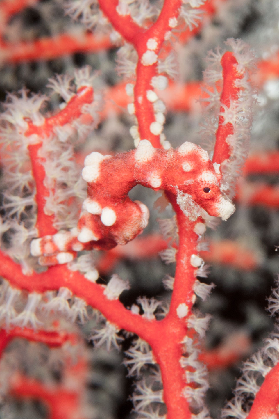 red pygmy | raja ampat