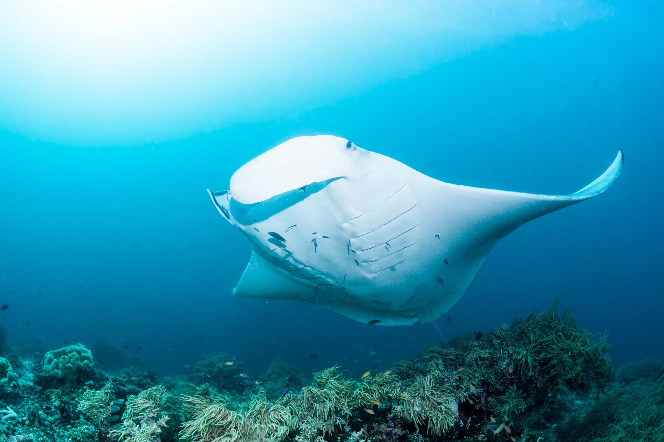 reef manta | raja ampat