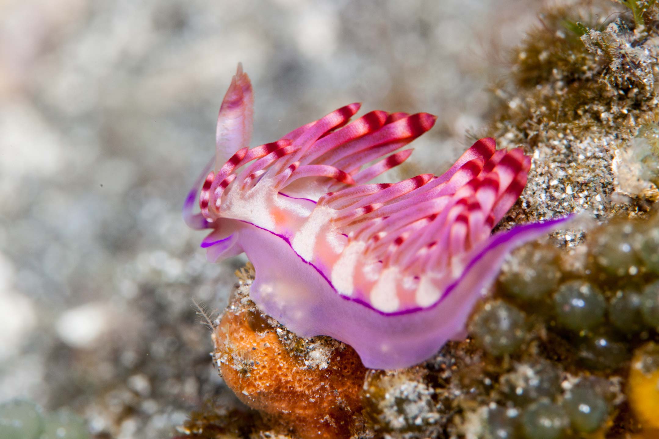 pink slug | raja ampat