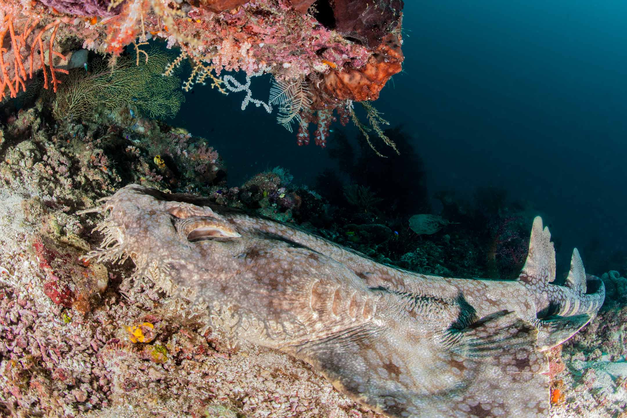 wobegong shark | raja ampat