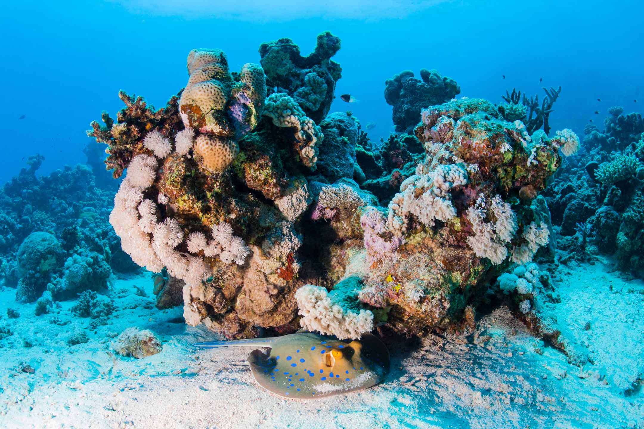 blue-spotted stingray | red sea